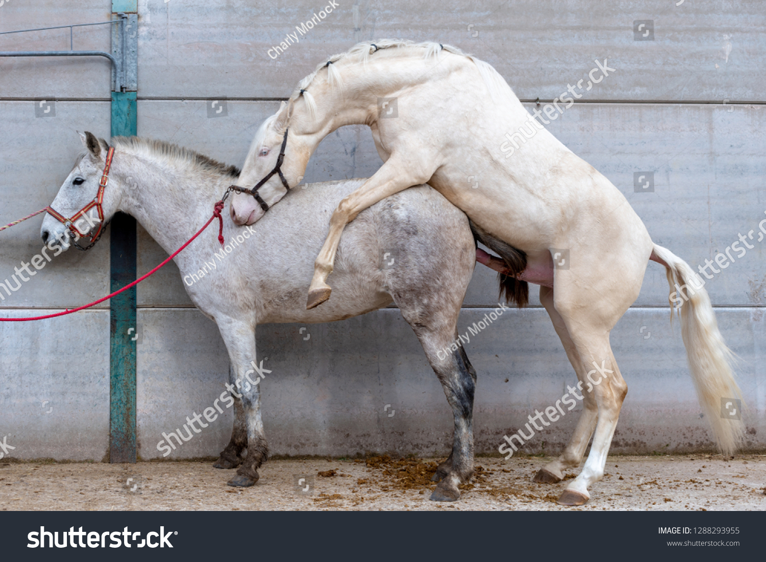 2 Male Horses Mating