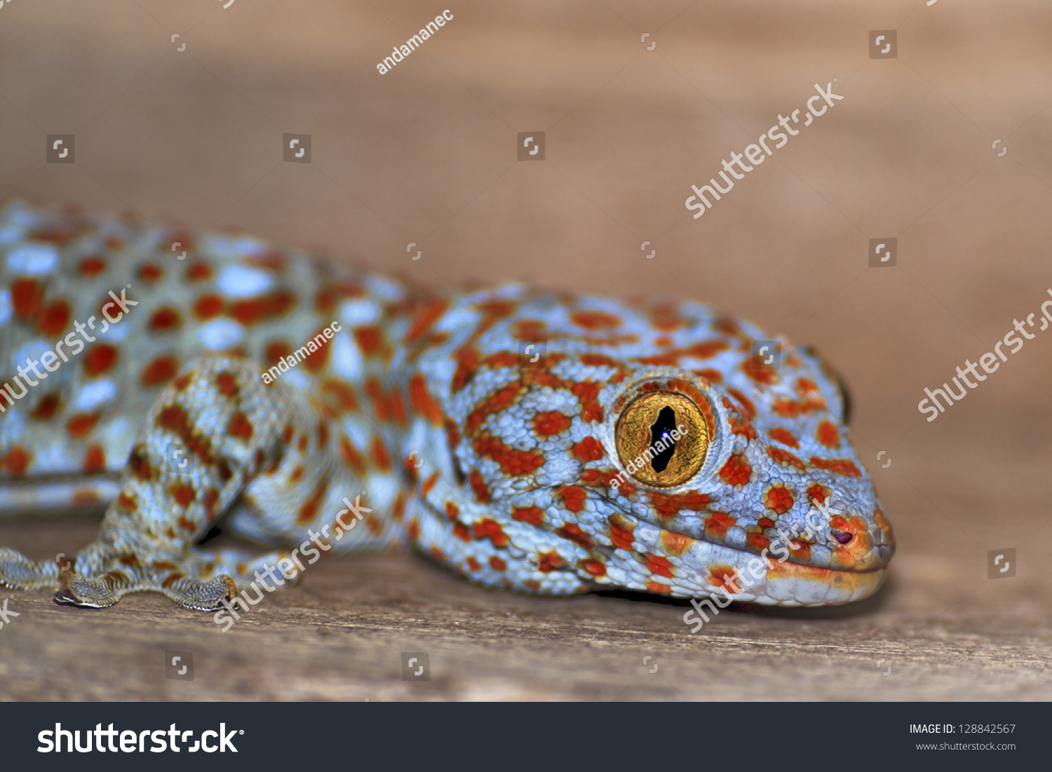 Ящерица геккон токи