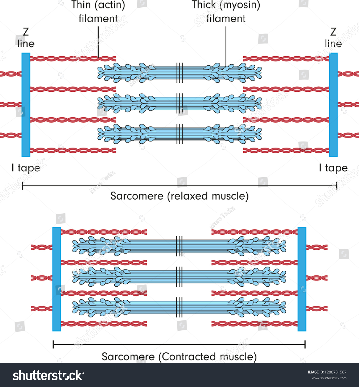 Detail Muscle Sarcomere Showing Thin Thick Stock Vector (Royalty Free ...