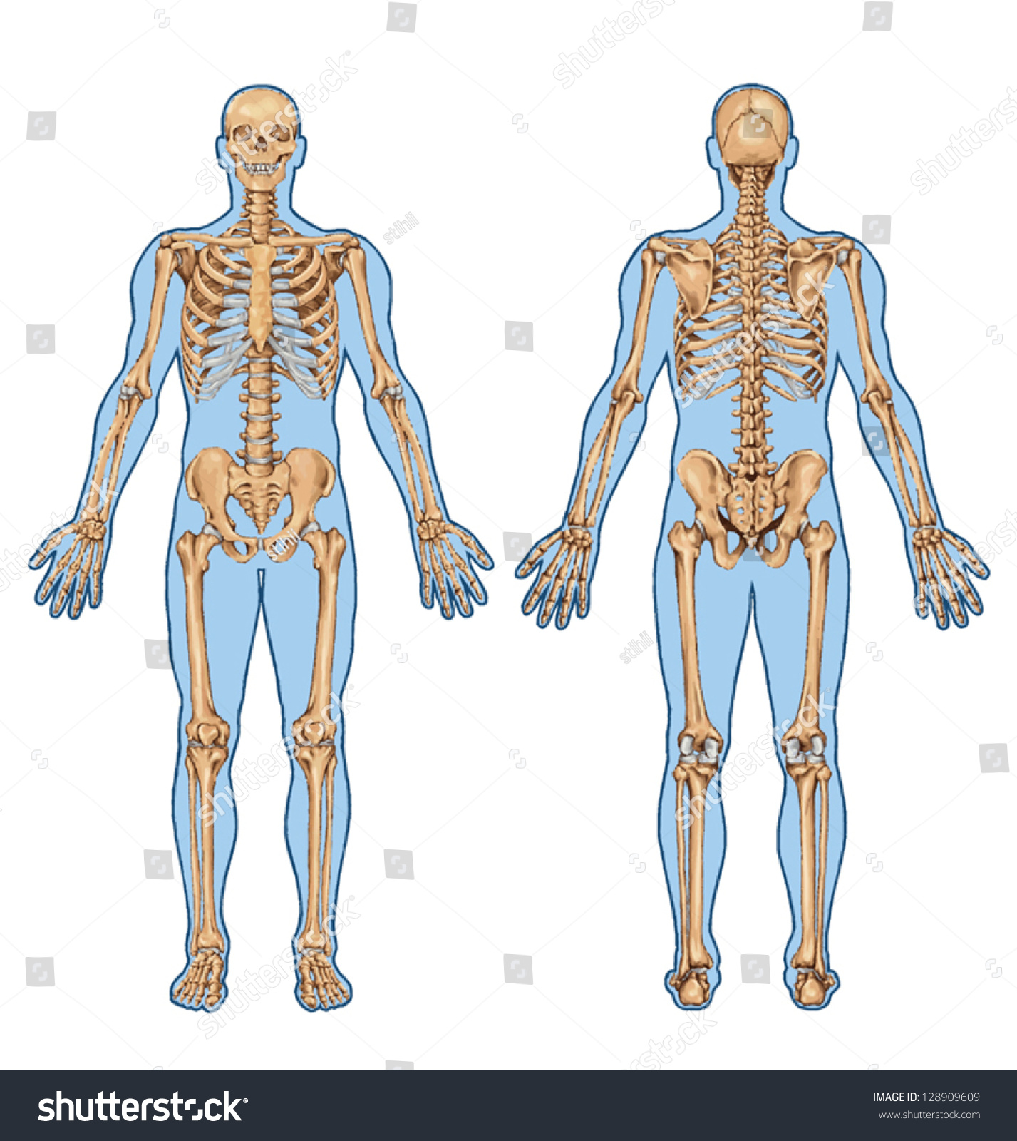 Скелет тела человека