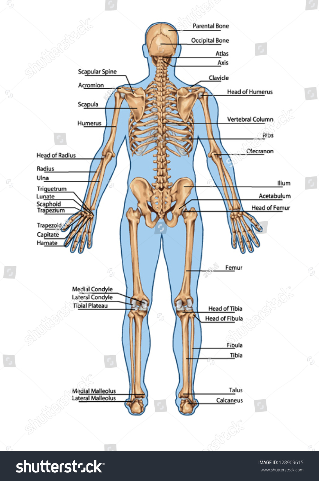 Vektor Stok Human Skeleton Posterior View Didactic Board Tanpa Royalti