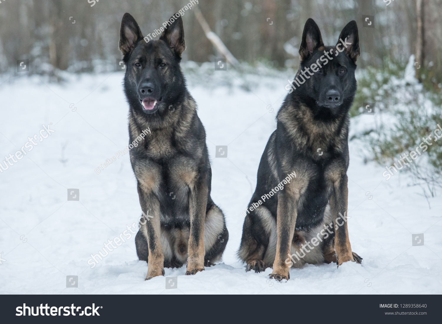 are working breed german shepherds nice