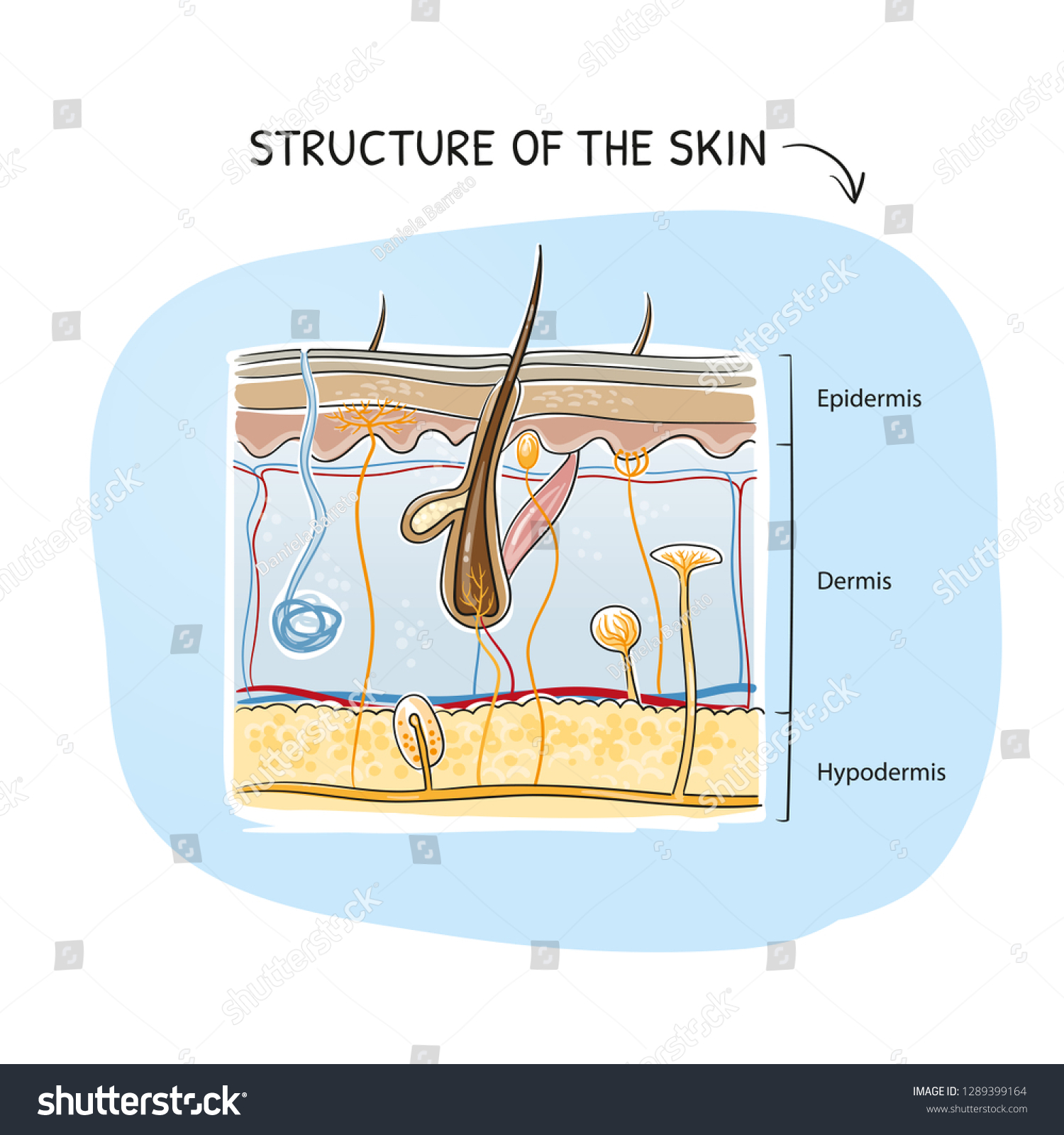 Crosssection View Healthy Human Skin Tissue Stock Vector (Royalty Free ...