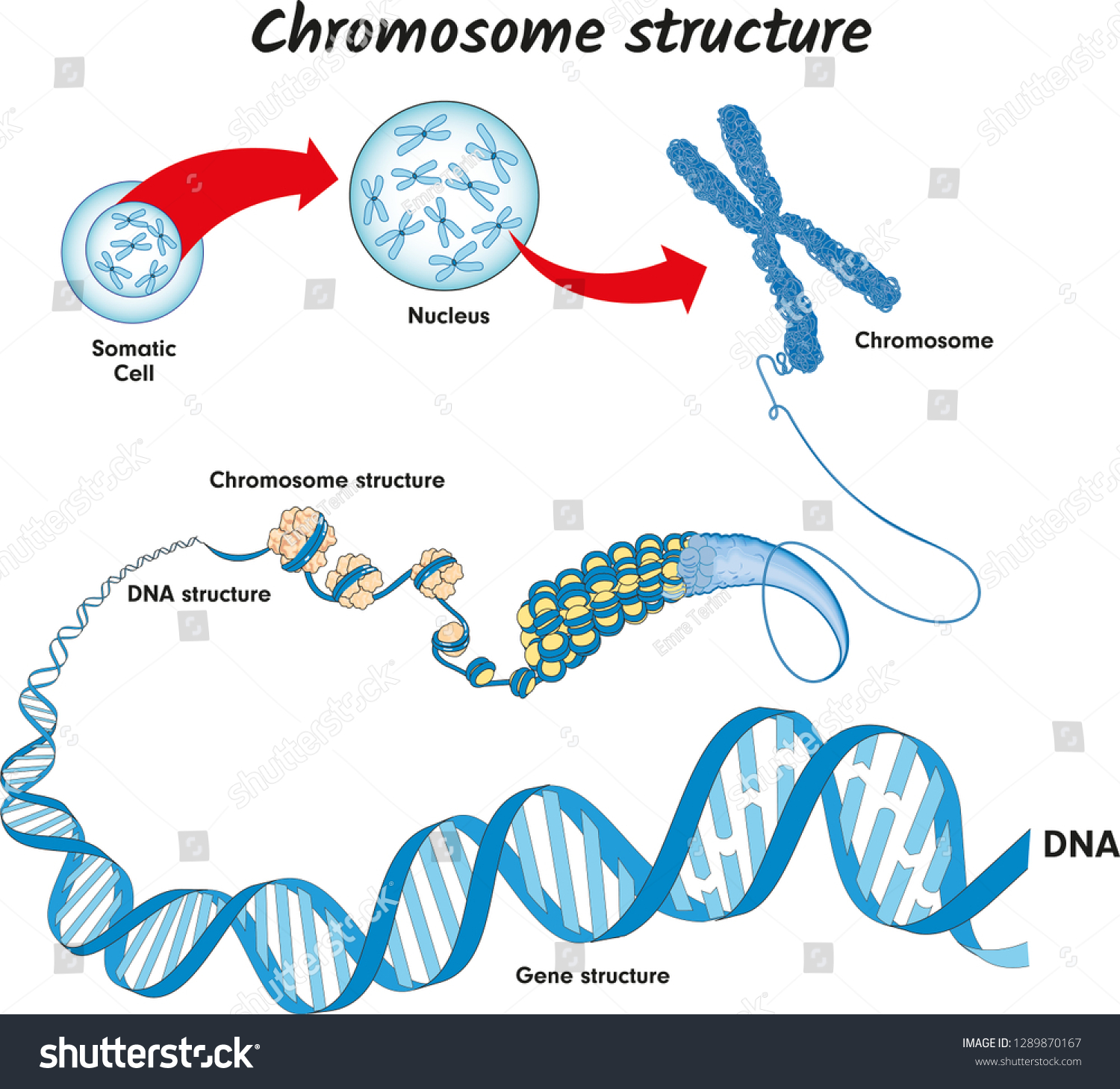 Сколько молекул днк в данной хромосоме
