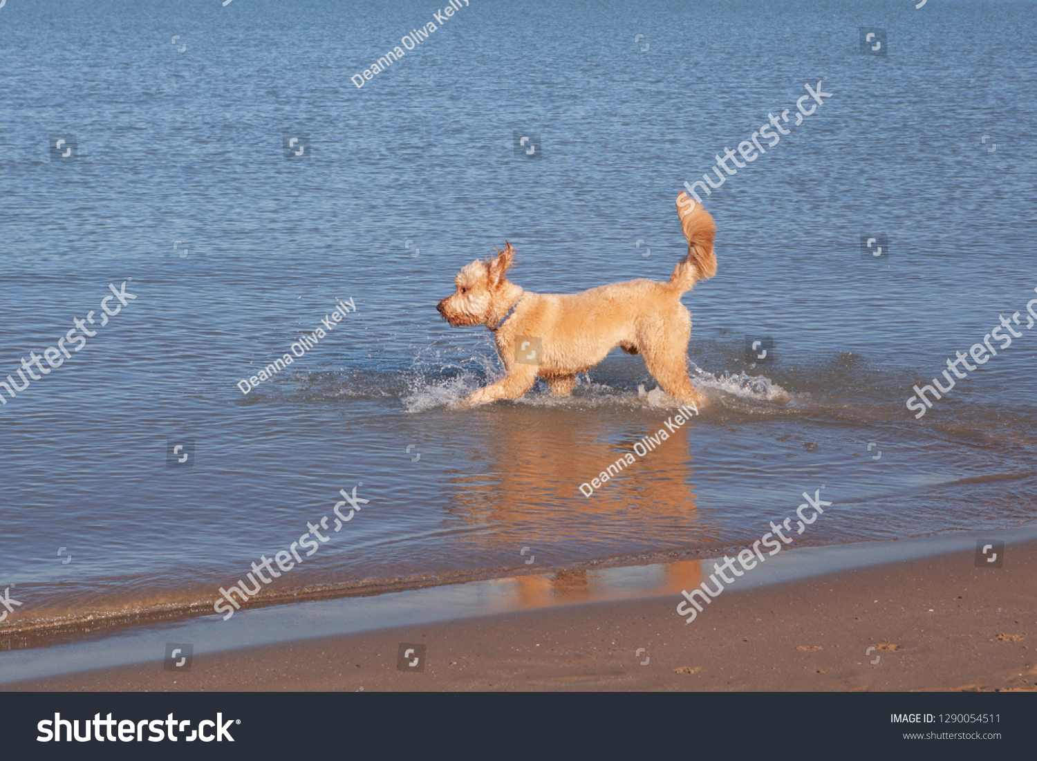 are dogs allowed in lake michigan