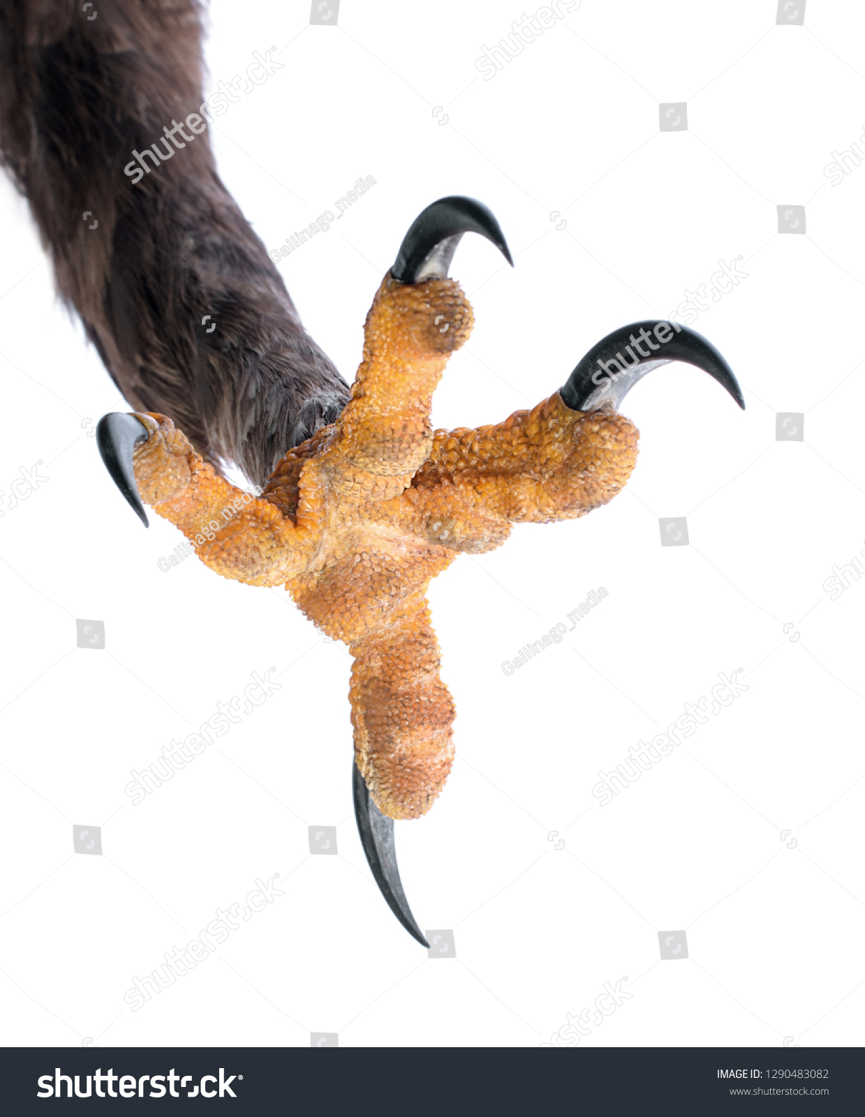 Attacking Talon Eagle Isolated On White Stock Photo 1290483082 ...