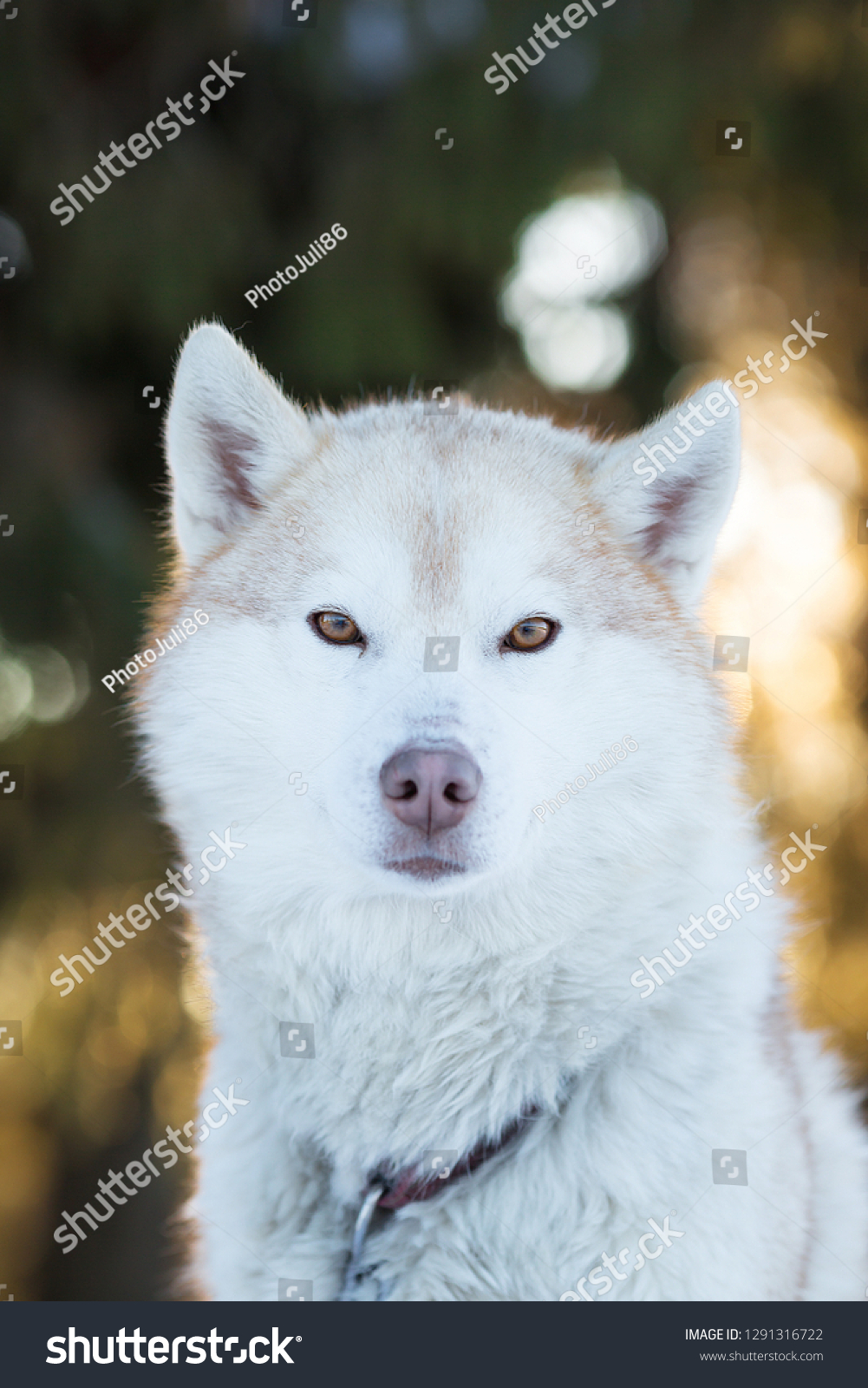 fawn siberian husky