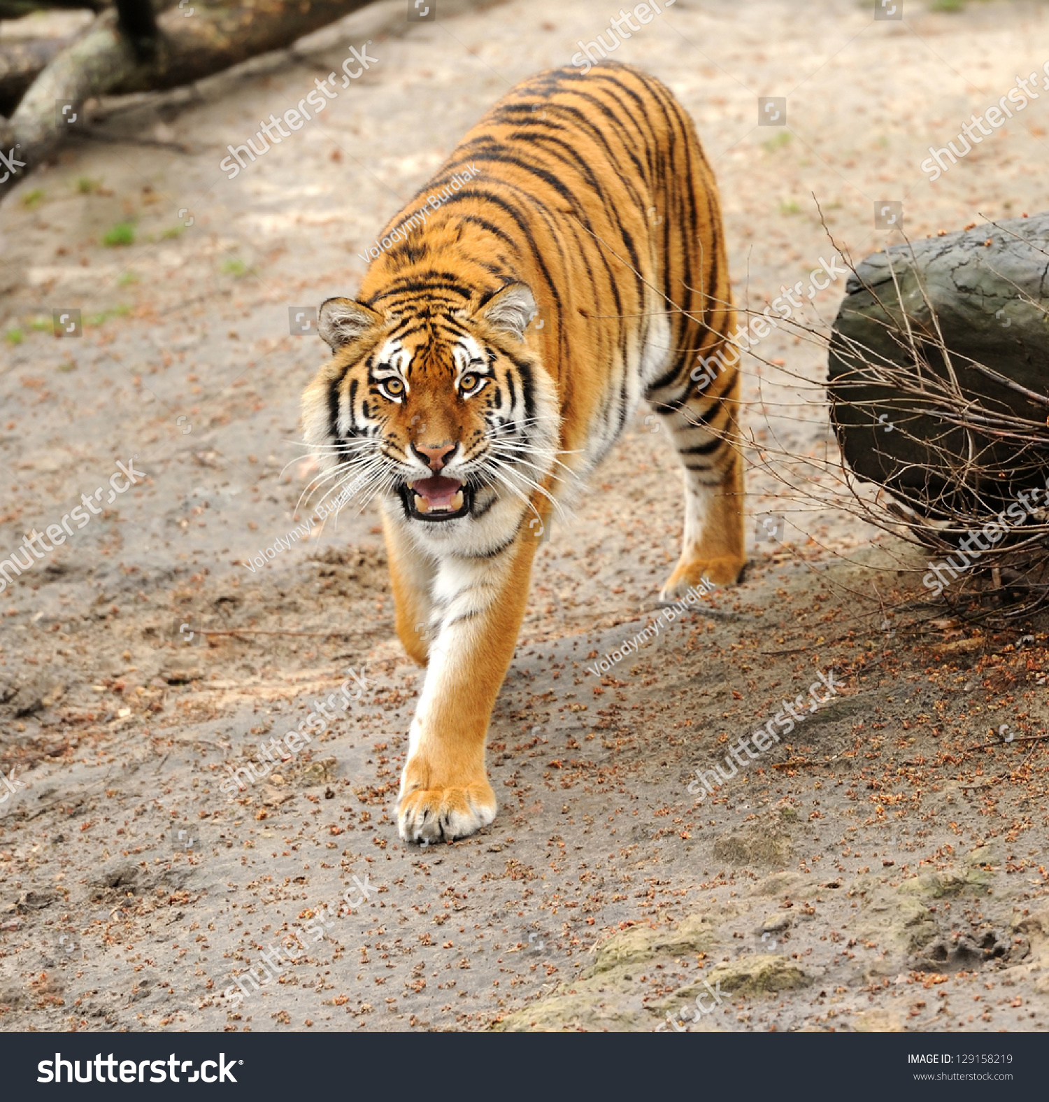 Siberian Tiger Looking Camera Stock Photo 129158219 | Shutterstock