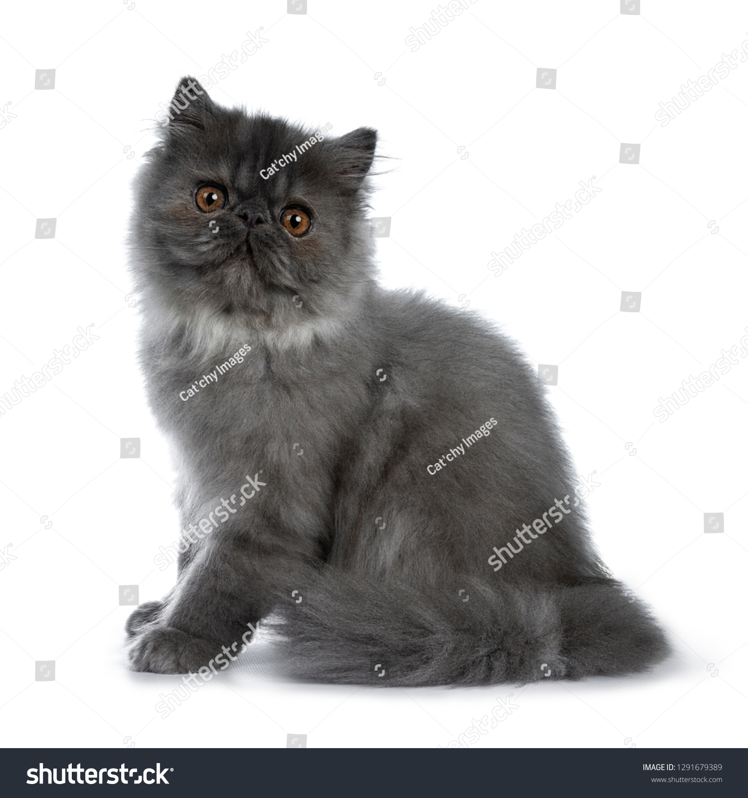 Cute Black Smoke Persian Cat Kitten库存照片1291679389 | Shutterstock