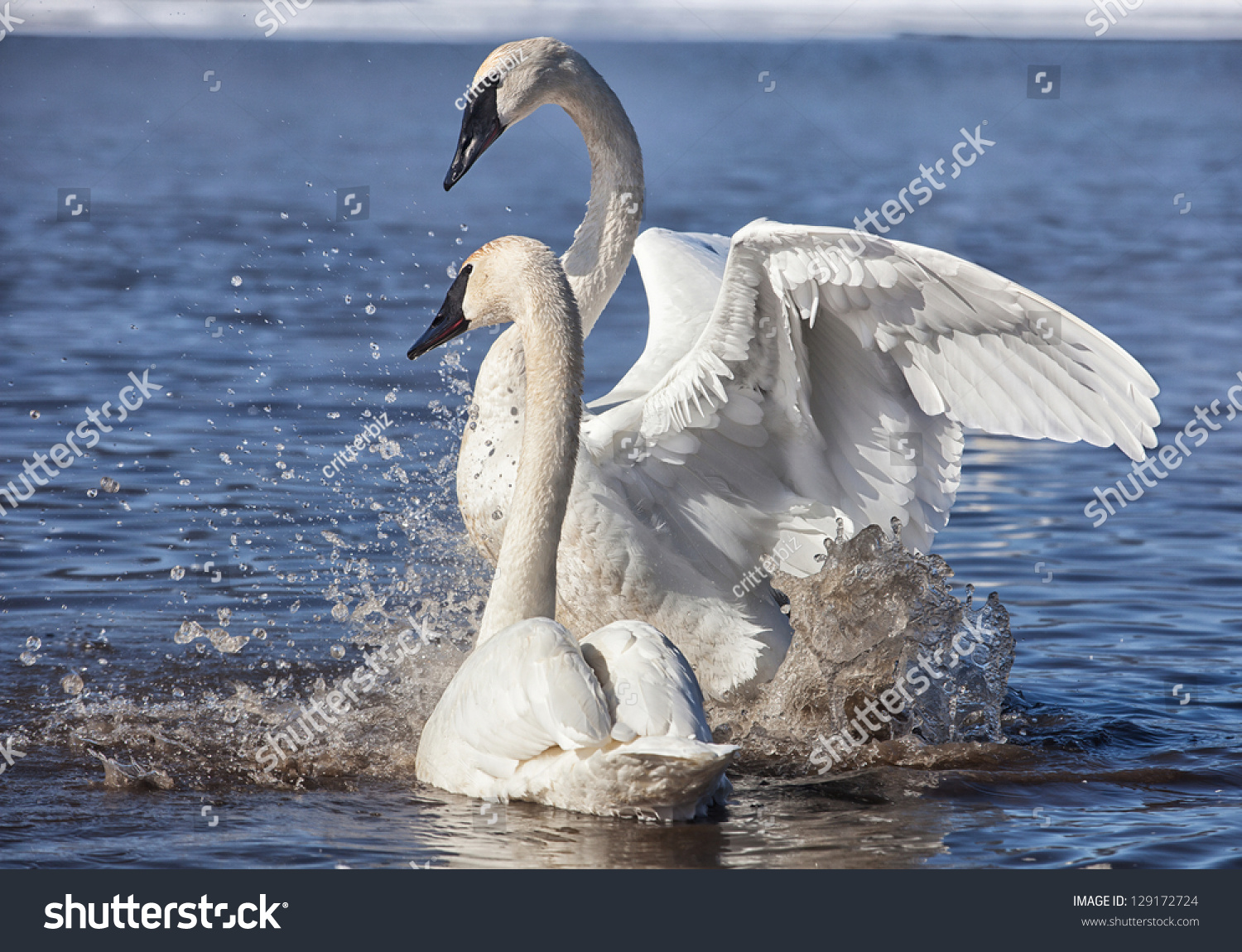 Trumpeter Swans Exhibiting Courtship Behavior Stock Photo 129172724 ...