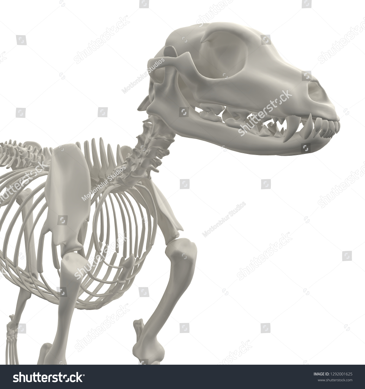 Dog Skeleton Anatomy 3d Rendering Stock Illustration 1292001625 ...