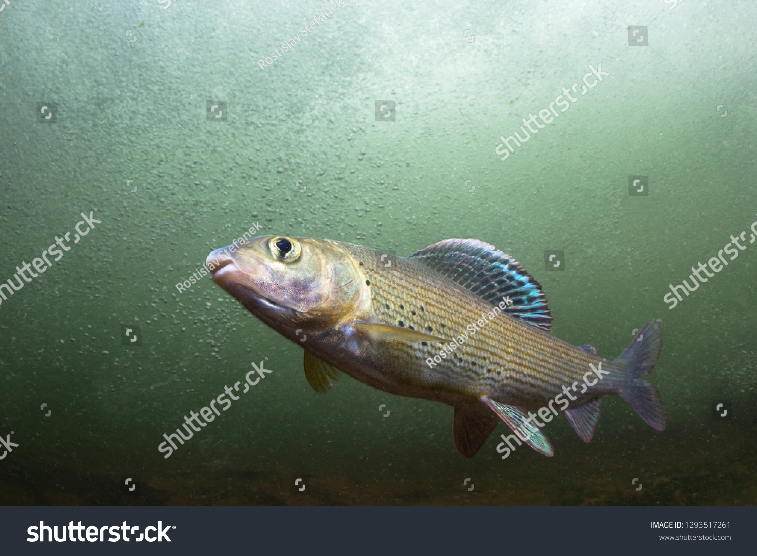 Grayling Thymallus Thymallus Swimming Freshwater Fish Stock Photo ...