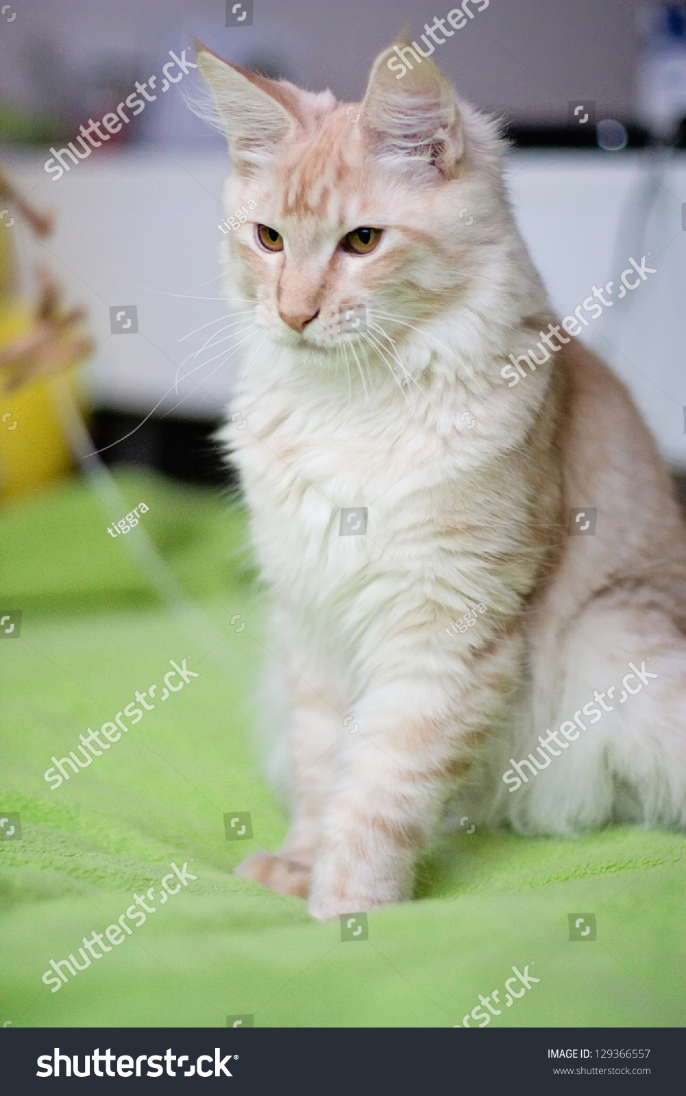 Photo De Stock Beige Maine Coon On Green Blanket Shutterstock