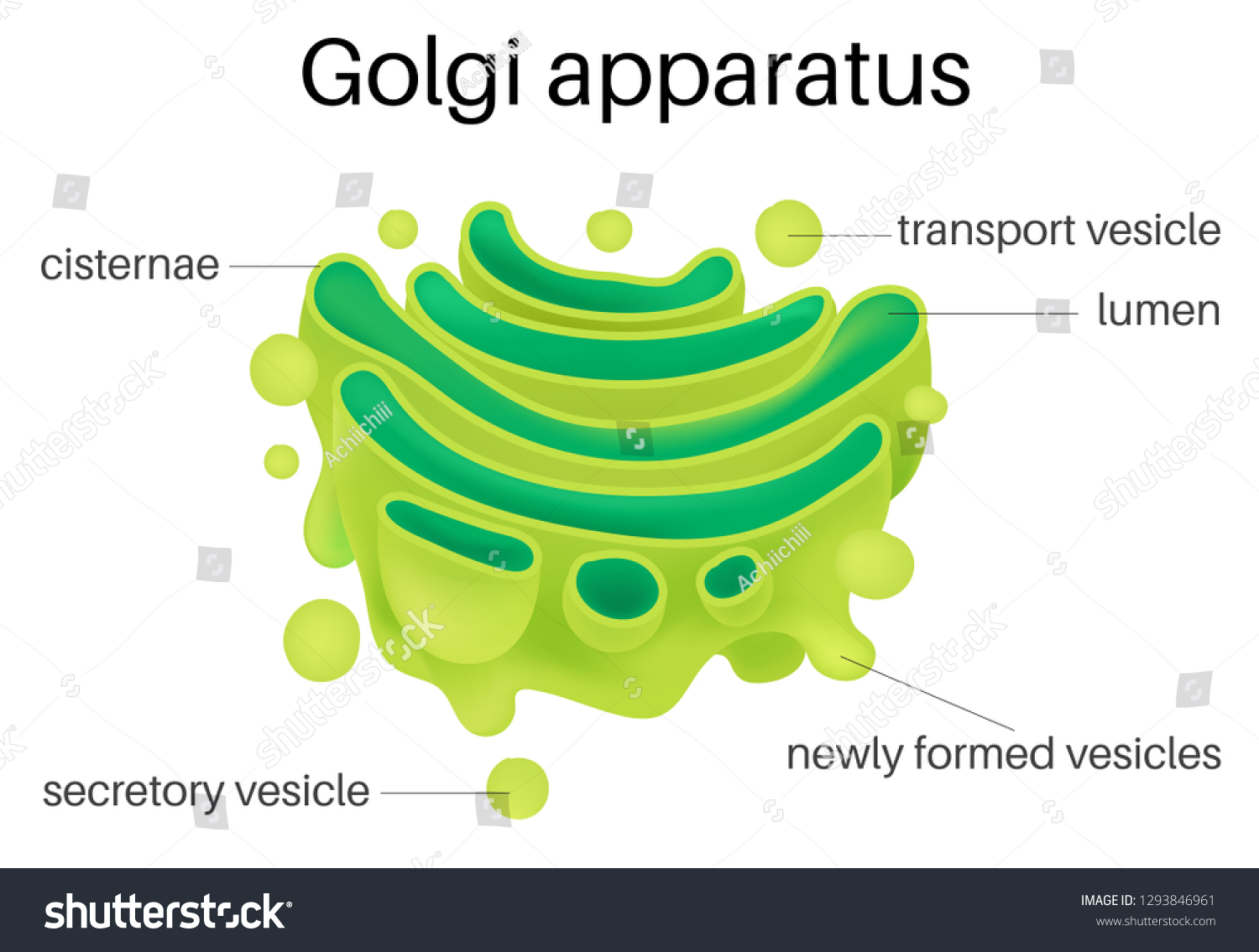 Structure Golgi Apparatus Stock Vector (Royalty Free) 1293846961 ...