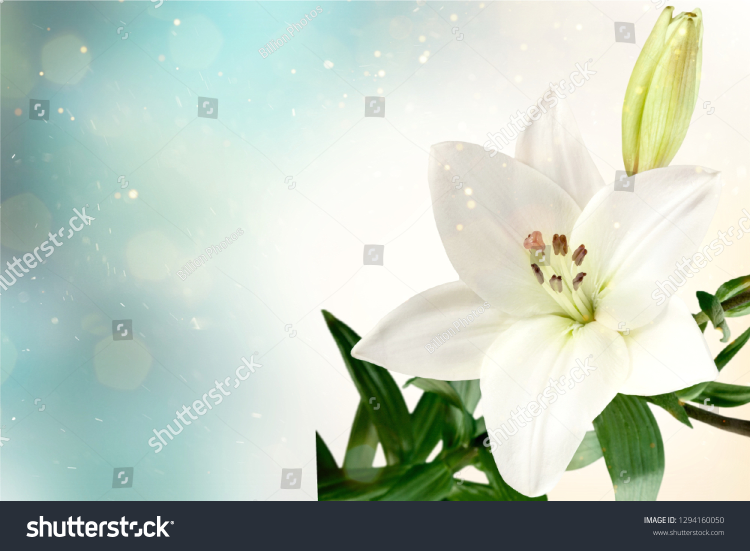 Lily Flower On Dark Background Stock Photo 1294160050 