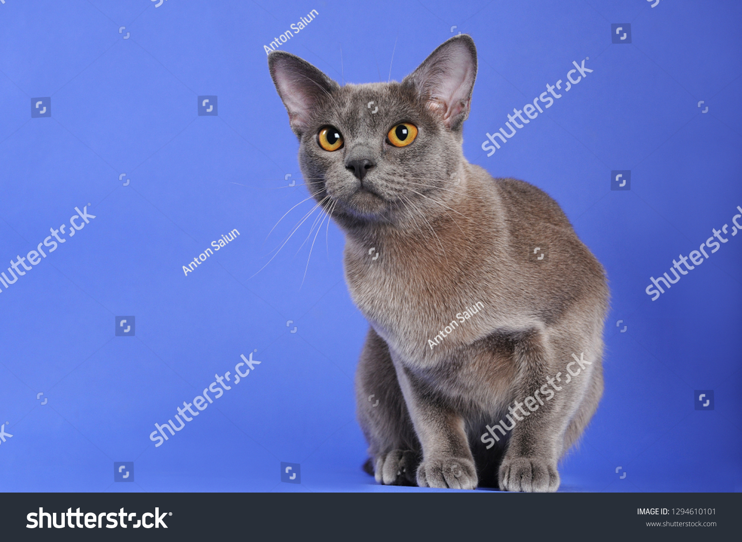 Бурманская кошка или русская голубая кошка