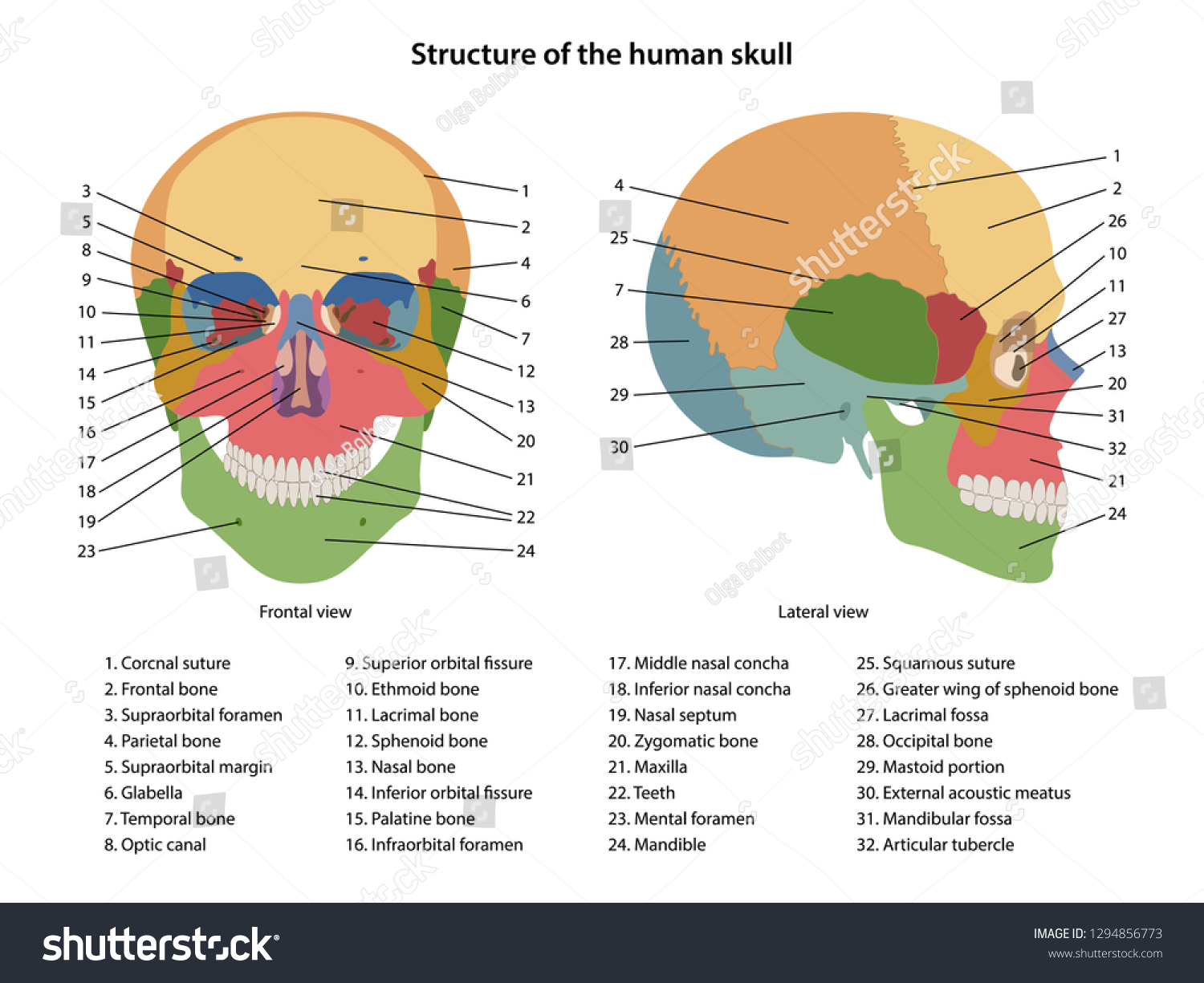 Structure Human Skull Main Parts Labeled Stok Vektör (Telifsiz) 1294856773 ...