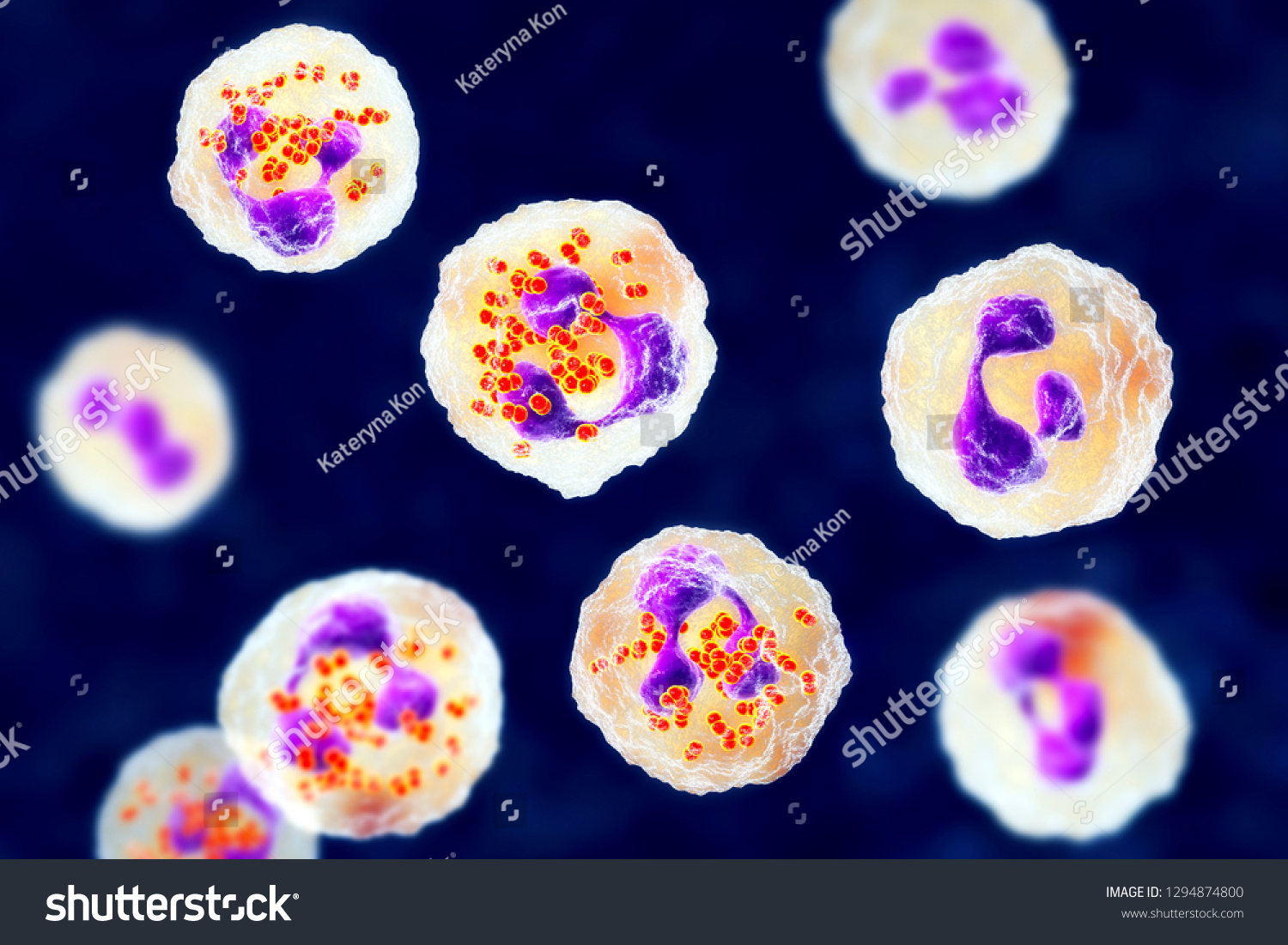 Bacteria Neisseria Gonorrhoeae Inside Neutrophils Gonoccoccus Stock Illustration 1294874800 8022