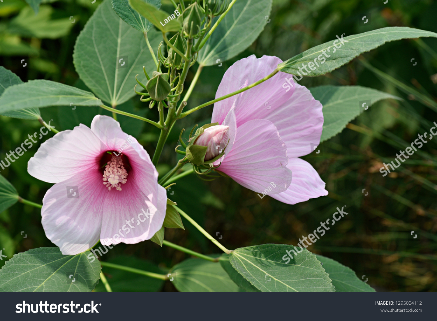 Swamp Rose Mallow Hibiscus Moscheutos Stock Photo 1295004112 | Shutterstock