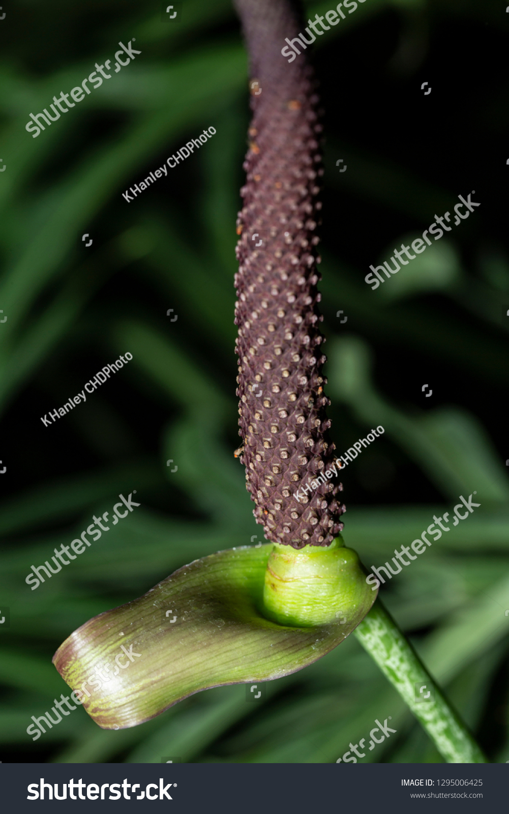 TÌNH YÊU CÂY CỎ ĐV.3 - Page 43 Stock-photo-anthurium-podophyllum-in-bloom-showing-textured-parts-of-plant-flower-at-a-botanical-gardens-1295006425