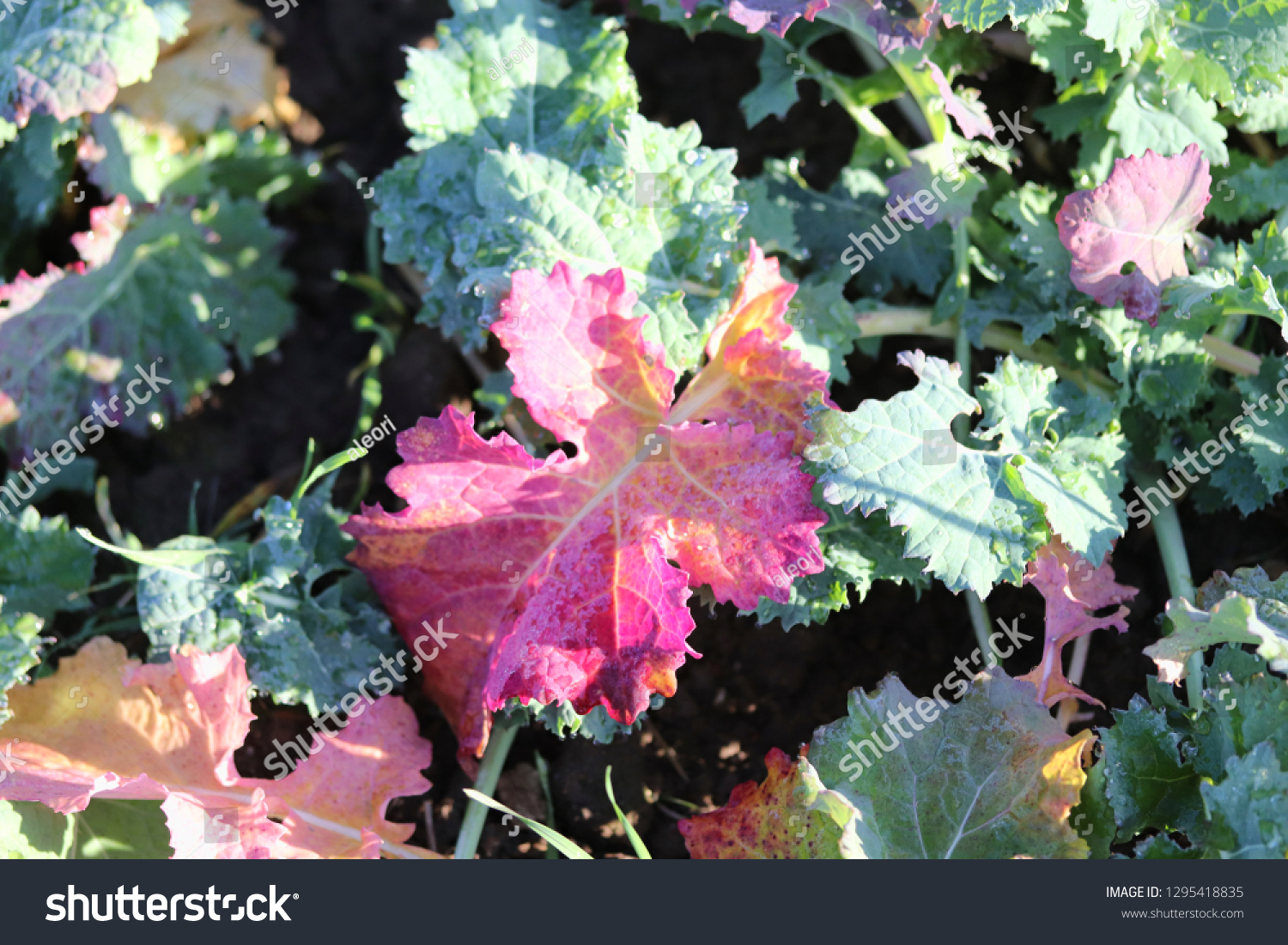 Discoloration Rapeseed Leaves Purple Pink Rapeseed Stock Photo