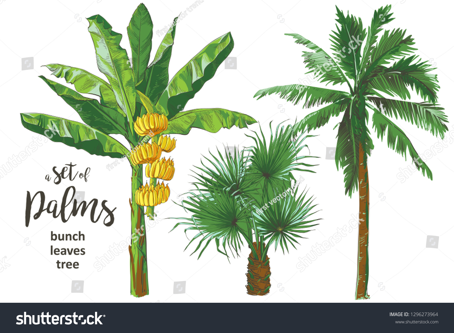 Банановая Пальма рисунок