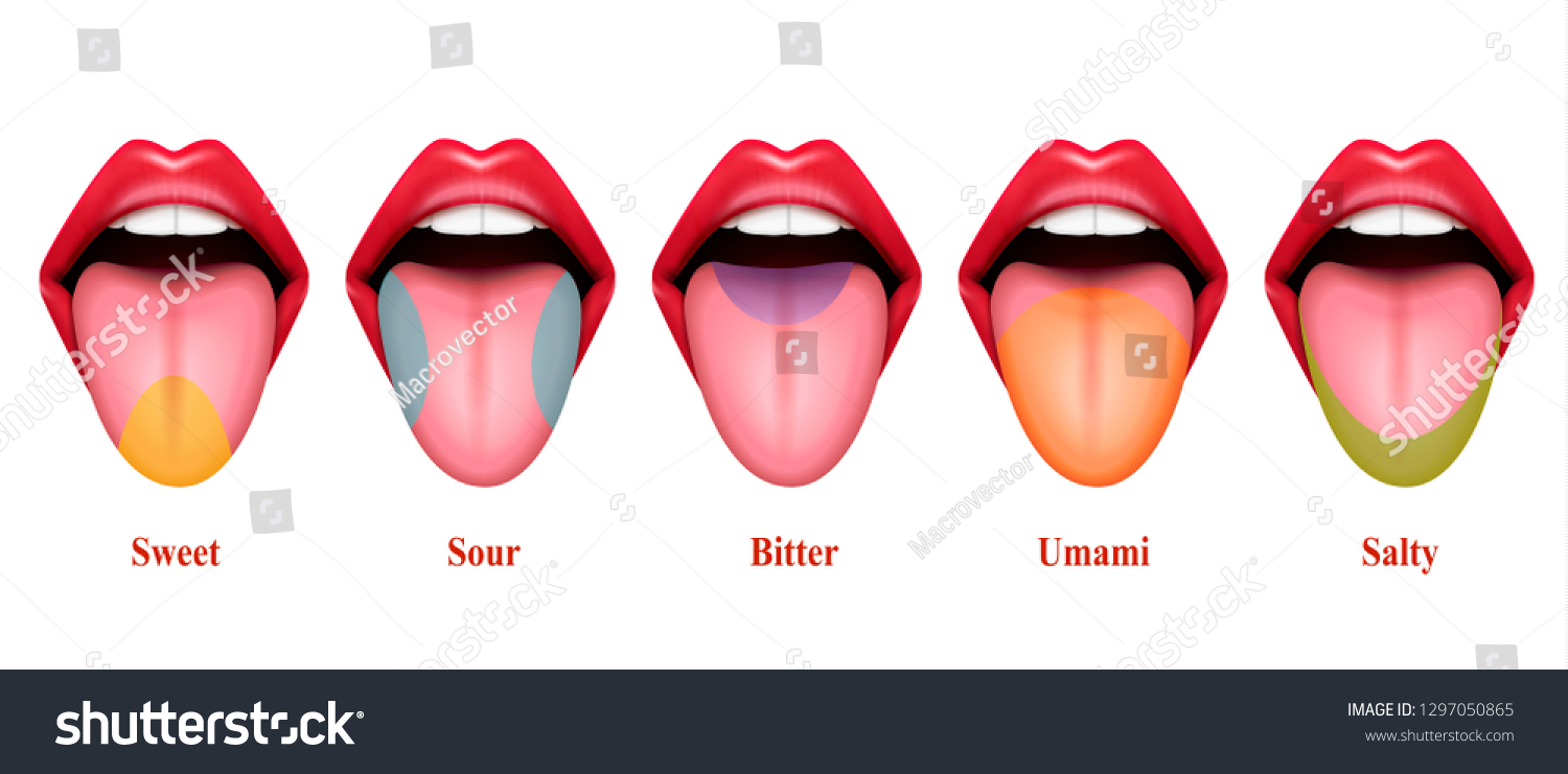 Tongue Taste Areas Realistic Vector Illustration Stock Vector (Royalty ...
