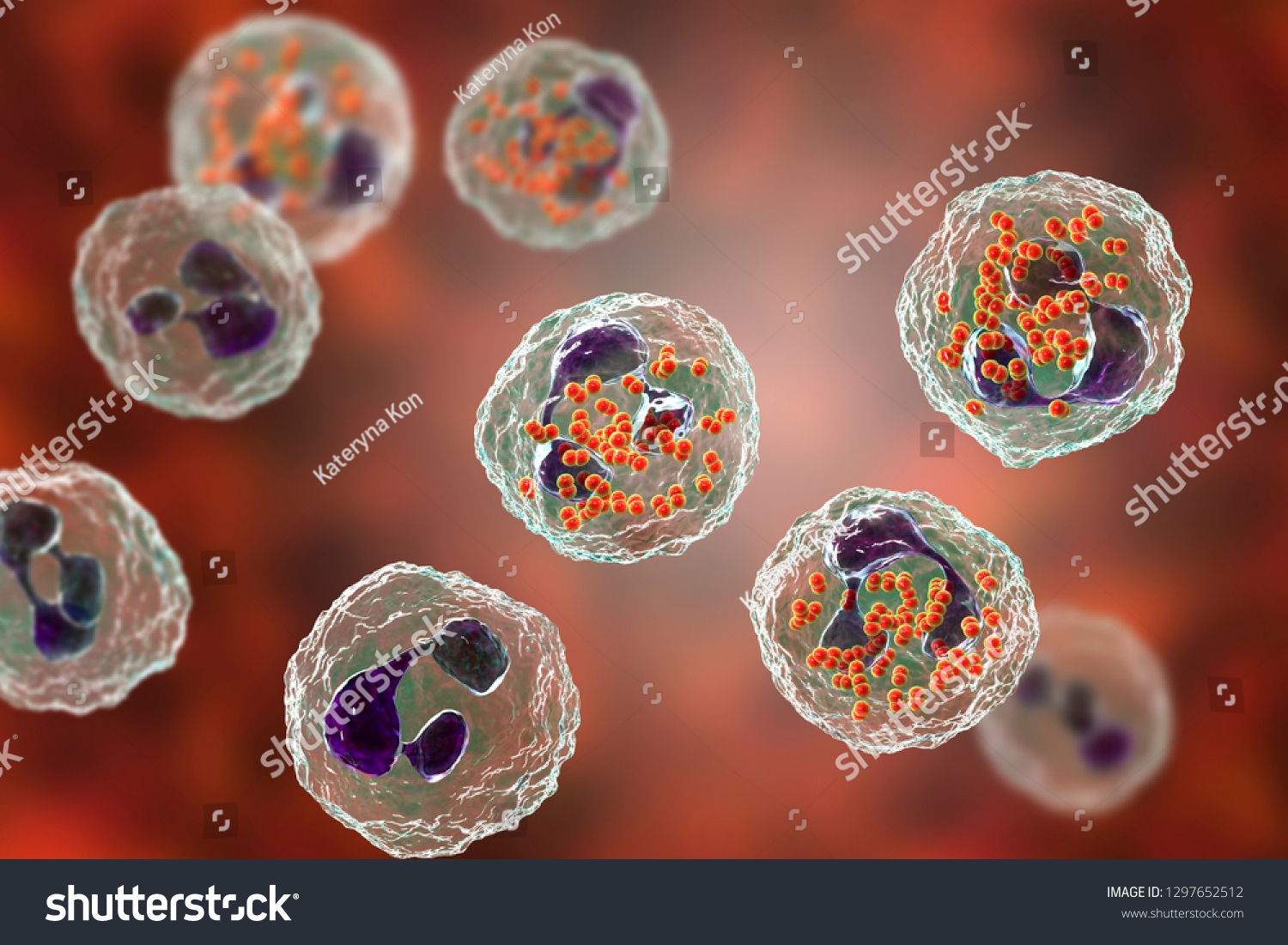 Bacteria Neisseria Gonorrhoeae Inside Neutrophils Gonoccoccus Stock Illustration 1297652512 5283