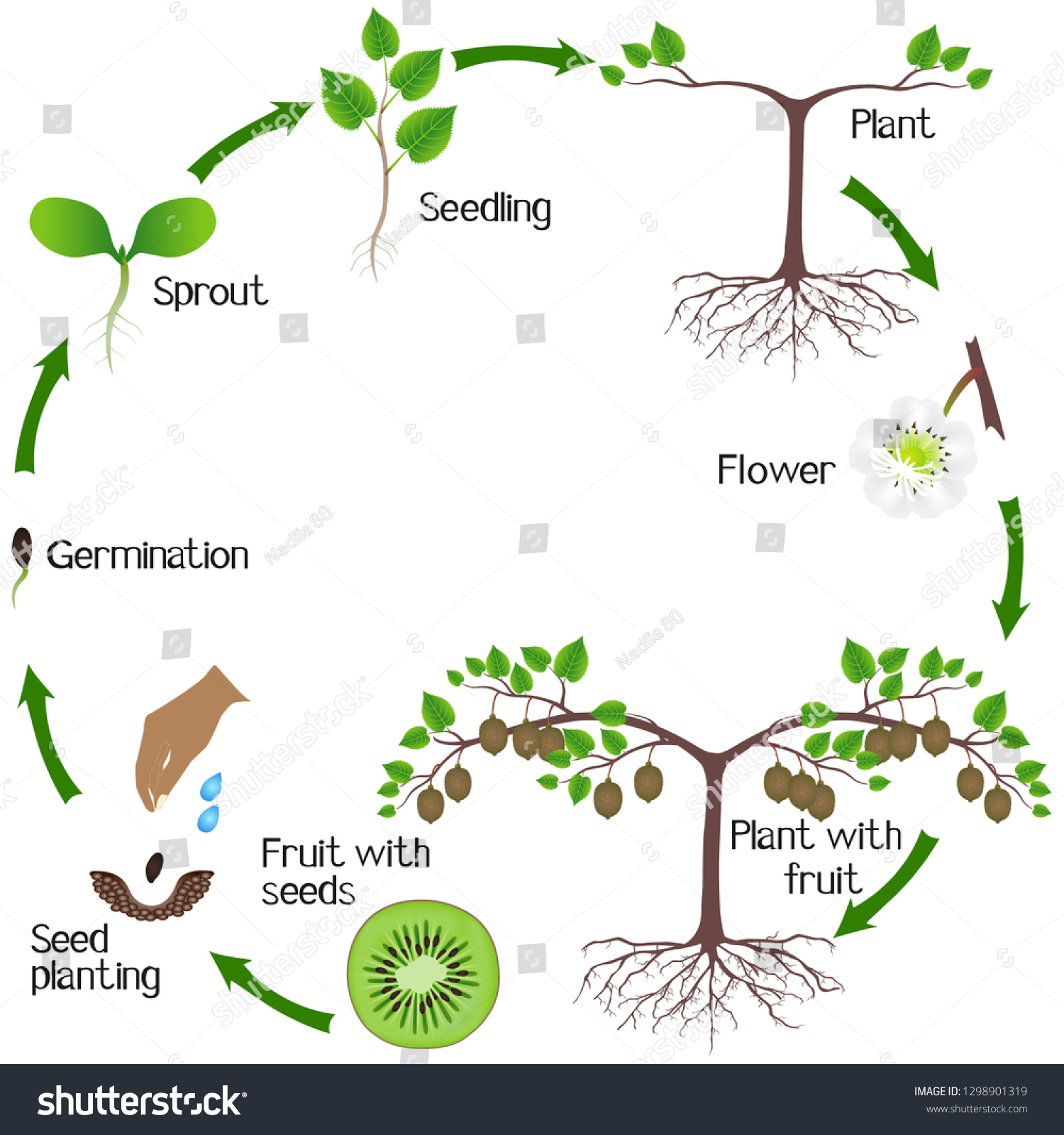 Growth Cycle Kiwi Plant On White Stock Vector (Royalty Free) 1298901319 ...