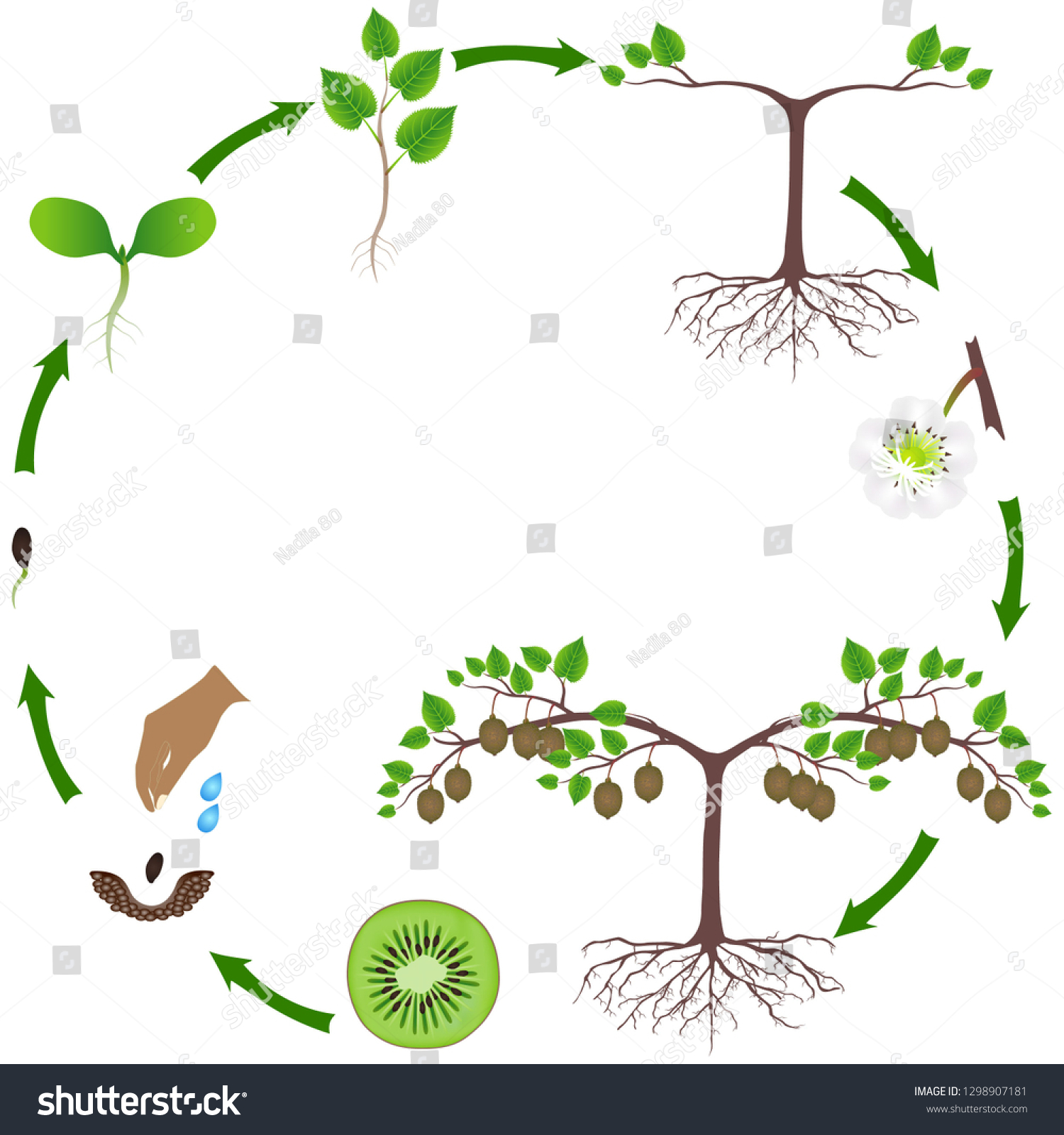 Life Cycle Kiwi Plant On White Stock Vector (Royalty Free) 1298907181 ...