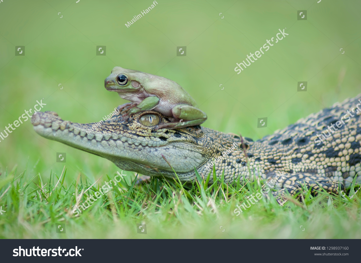 Friendship Frogs Crocodiles Stock Photo 1298937160 Shutterstock