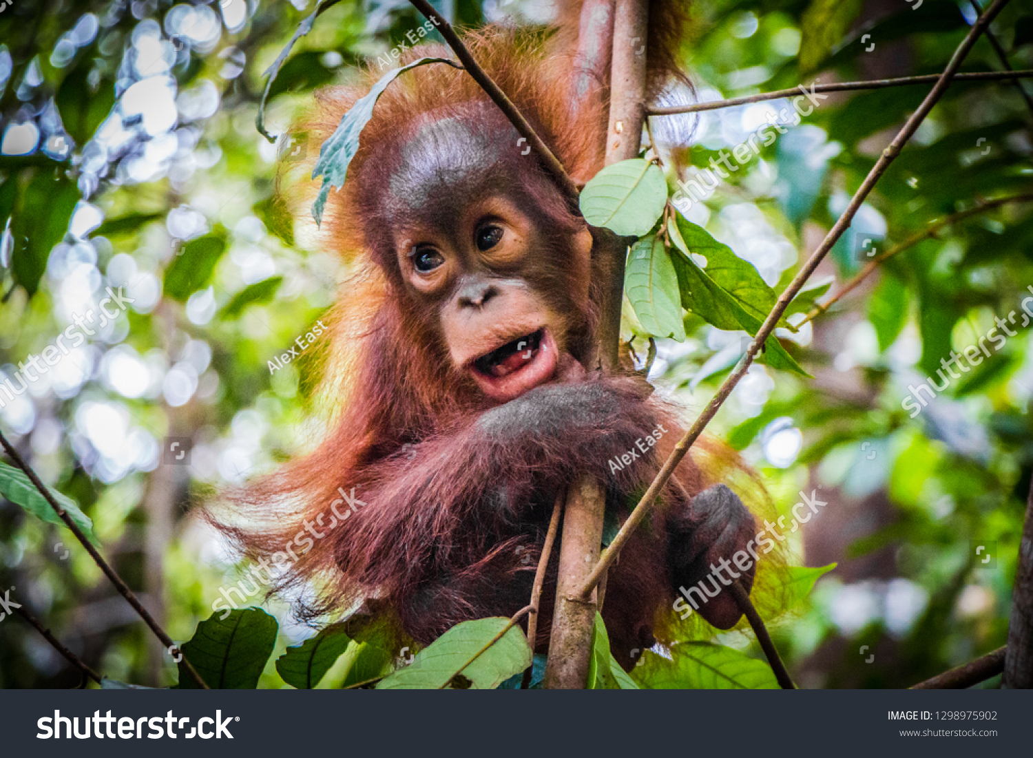 35,819 Orangutan Images, Stock Photos & Vectors | Shutterstock