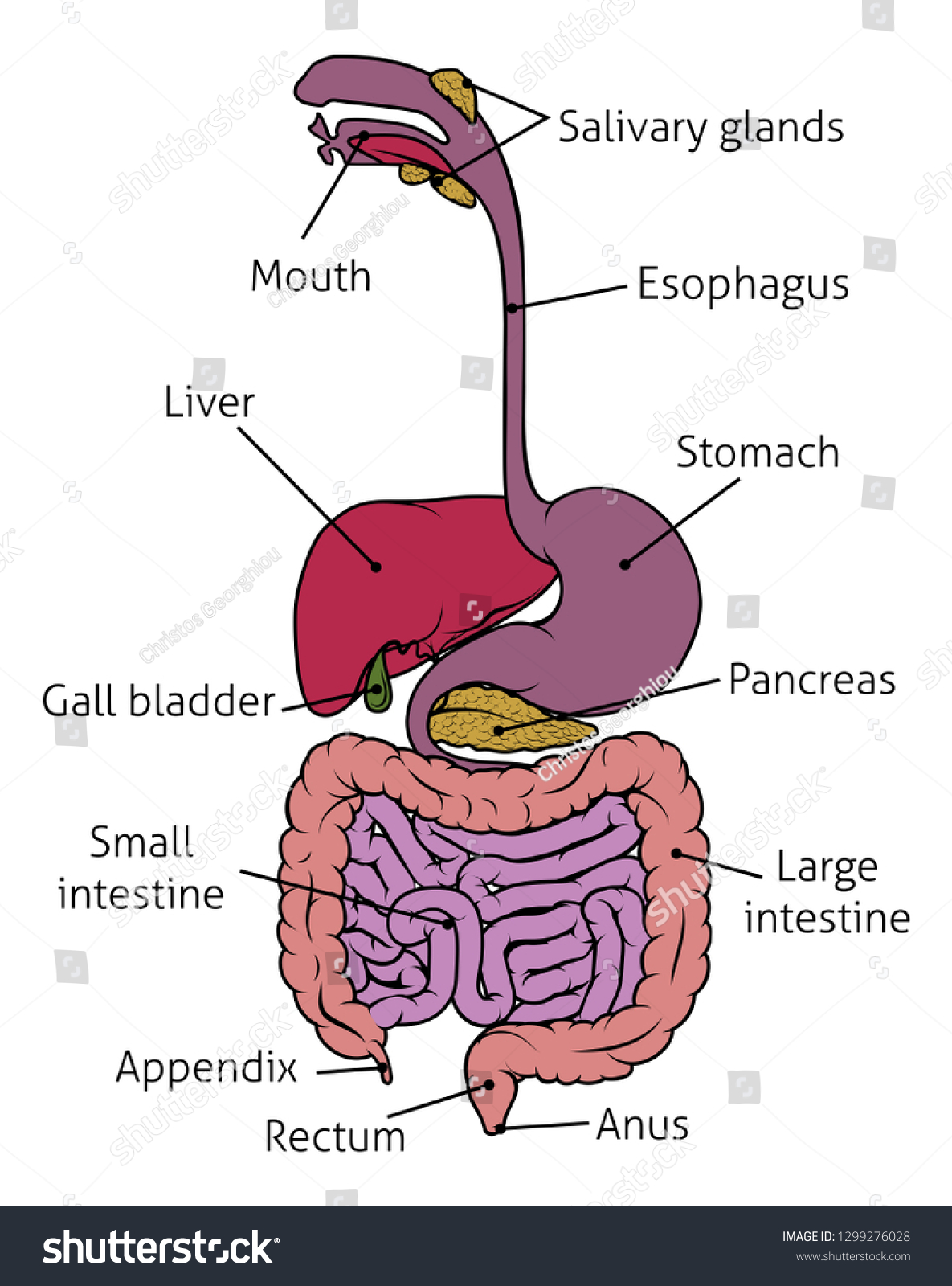 Human Digestive System Gut Gastrointestinal Tract Stock Vector (Royalty ...