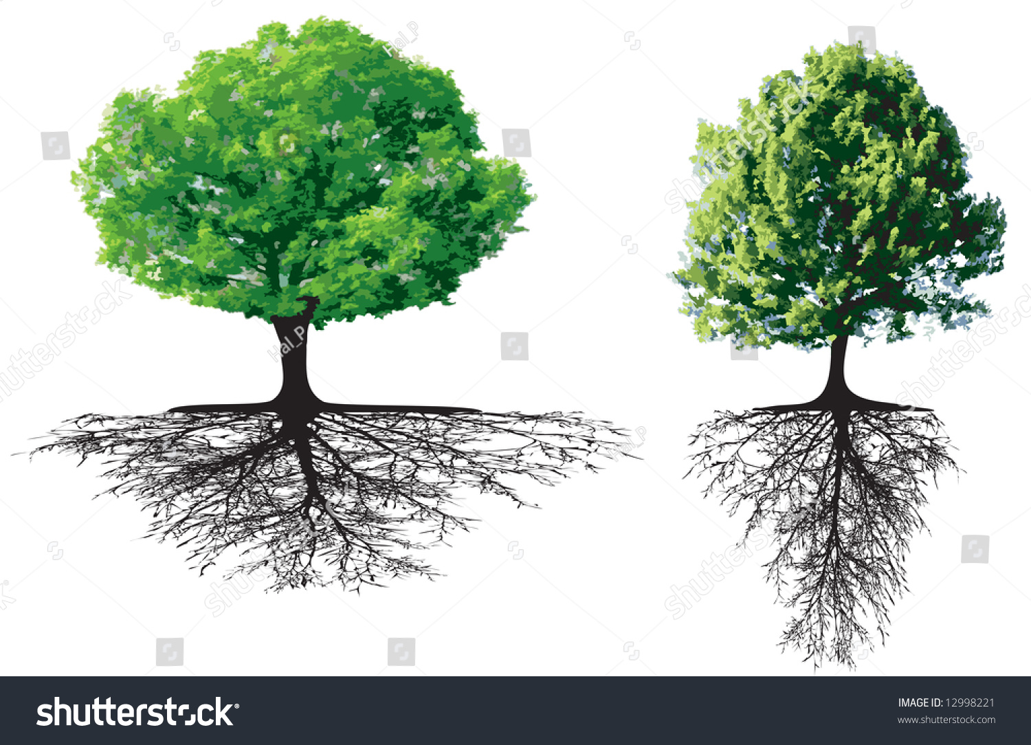 Дерево с корнями на белом фоне