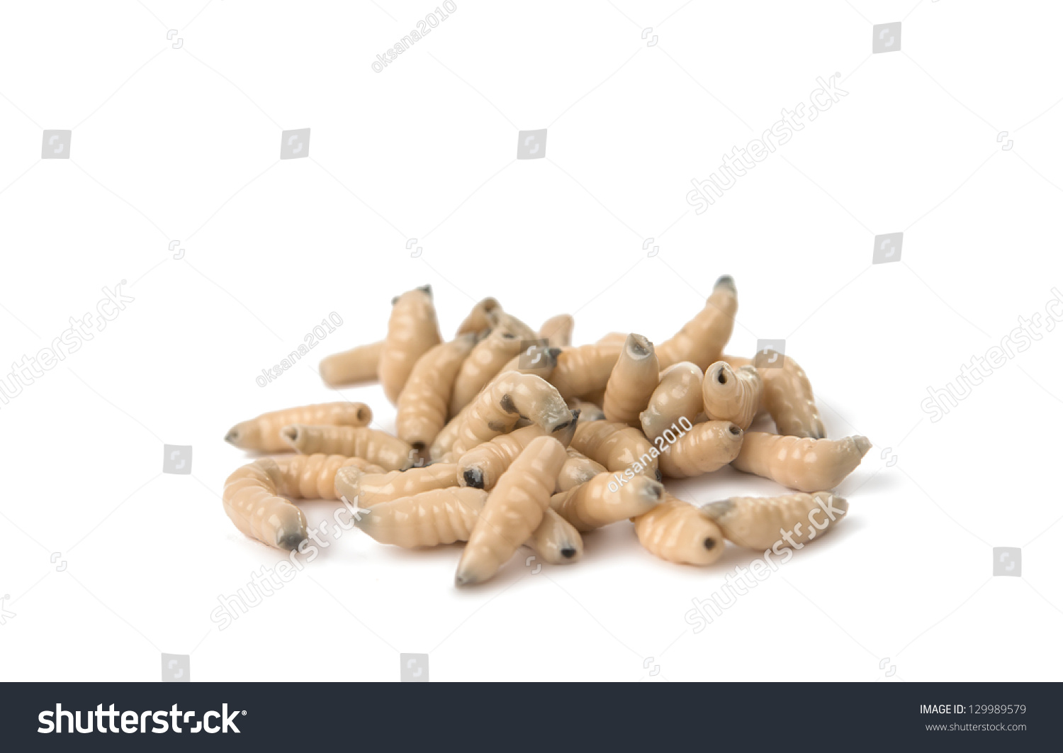 Larvae Isolated On White Background Stock Photo 129989579 | Shutterstock