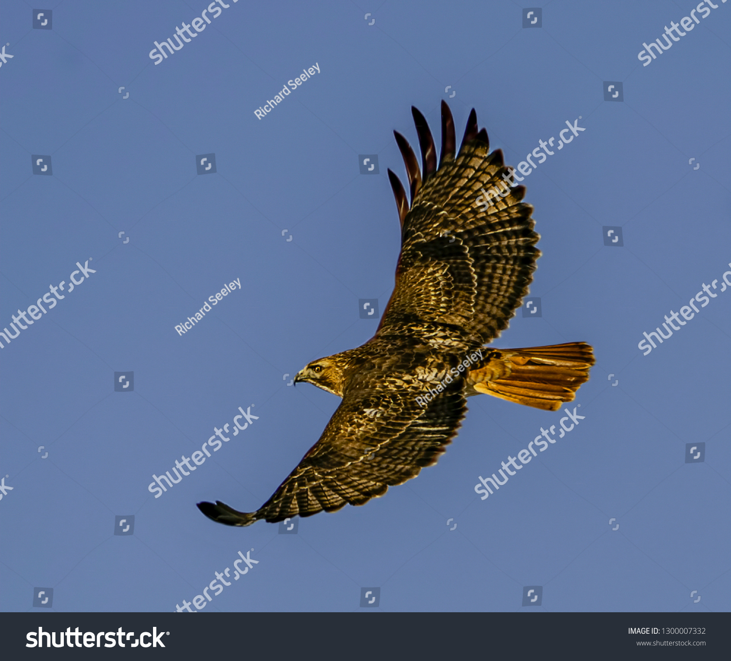 225 The Hawk Soars With The Winds Images, Stock Photos & Vectors ...