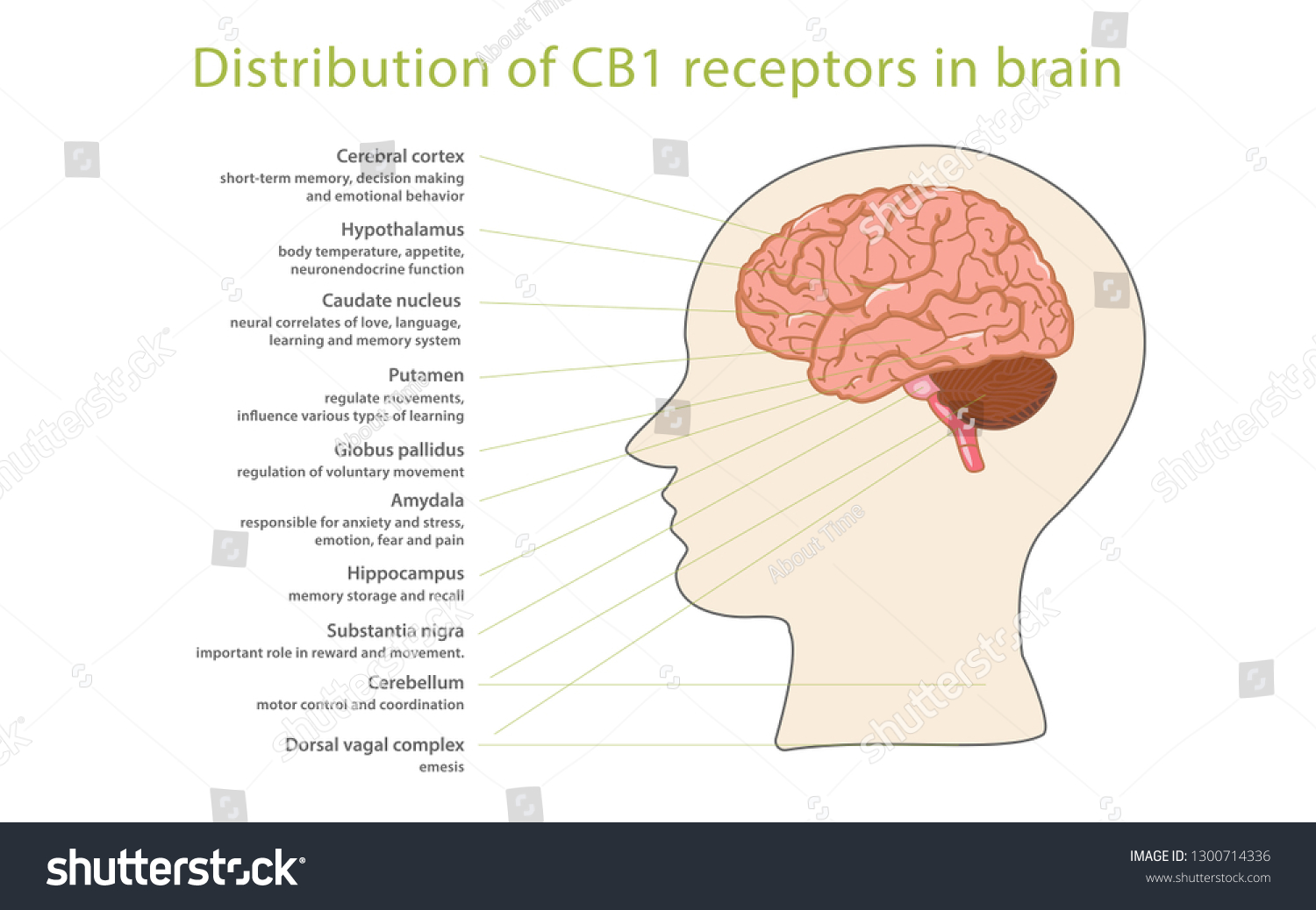 Distribution Cb1 Receptors Brain Infographic Illustration Stock Vector ...