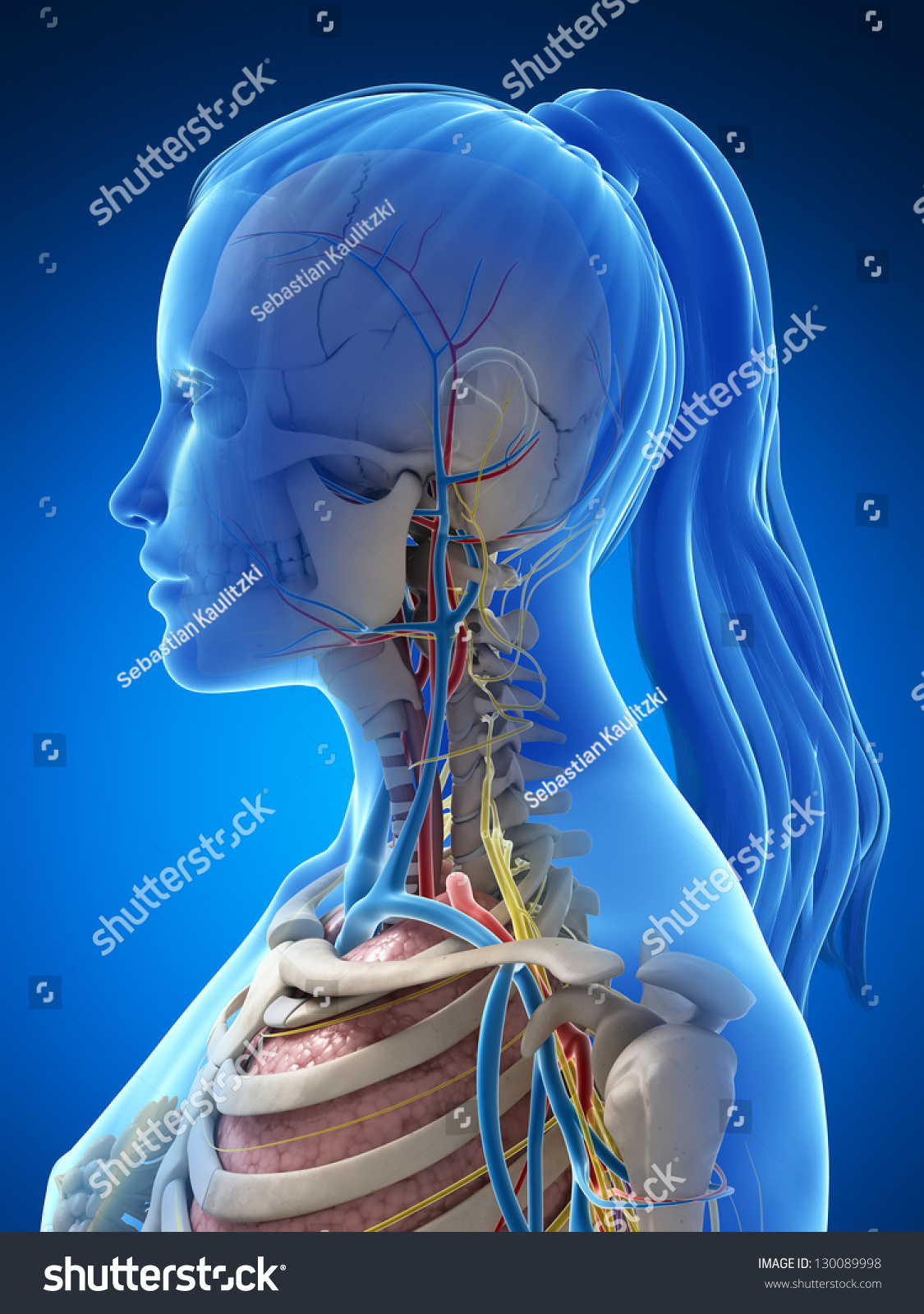 3d Rendered Illustration Female Anatomy Stock Illustration 130089998 Shutterstock 4671