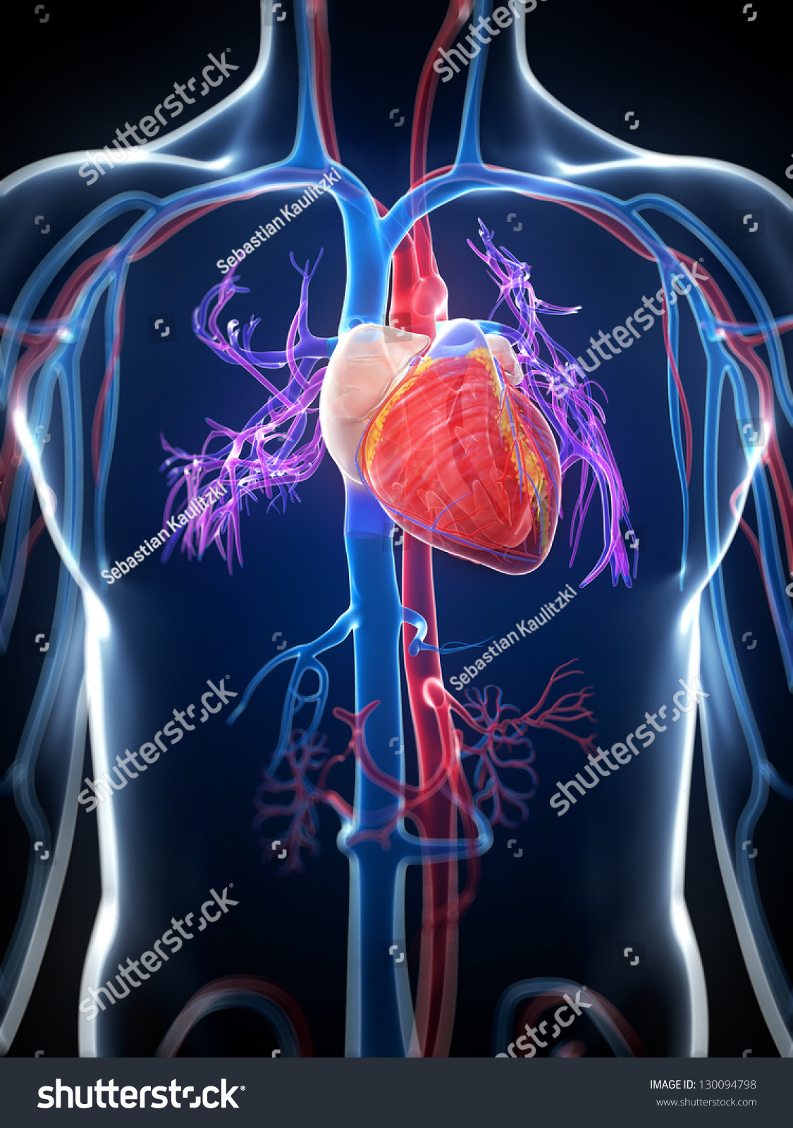 3d Rendered Illustration Human Heart Stock Illustration 130094798 ...