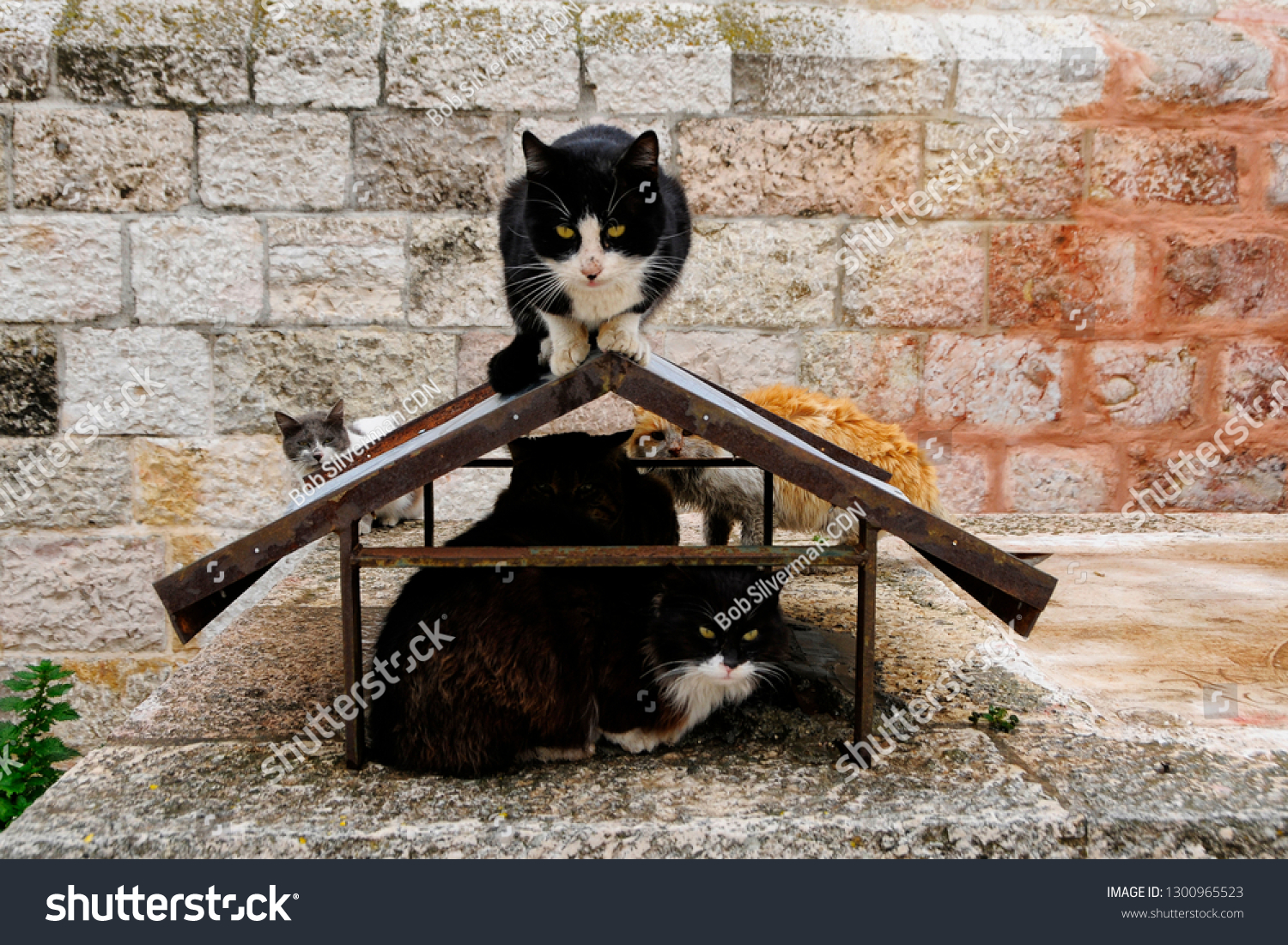 cat on a hot tin roof