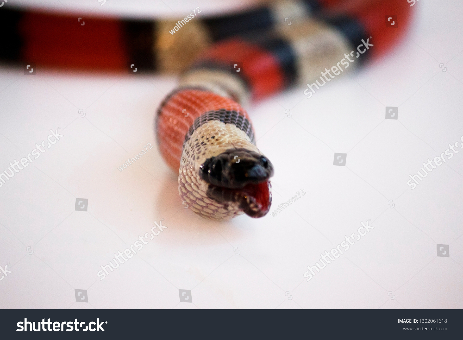 Young Scarlet Kingsnake Lampropeltis Elapsoides Nonpoisonous Stock 