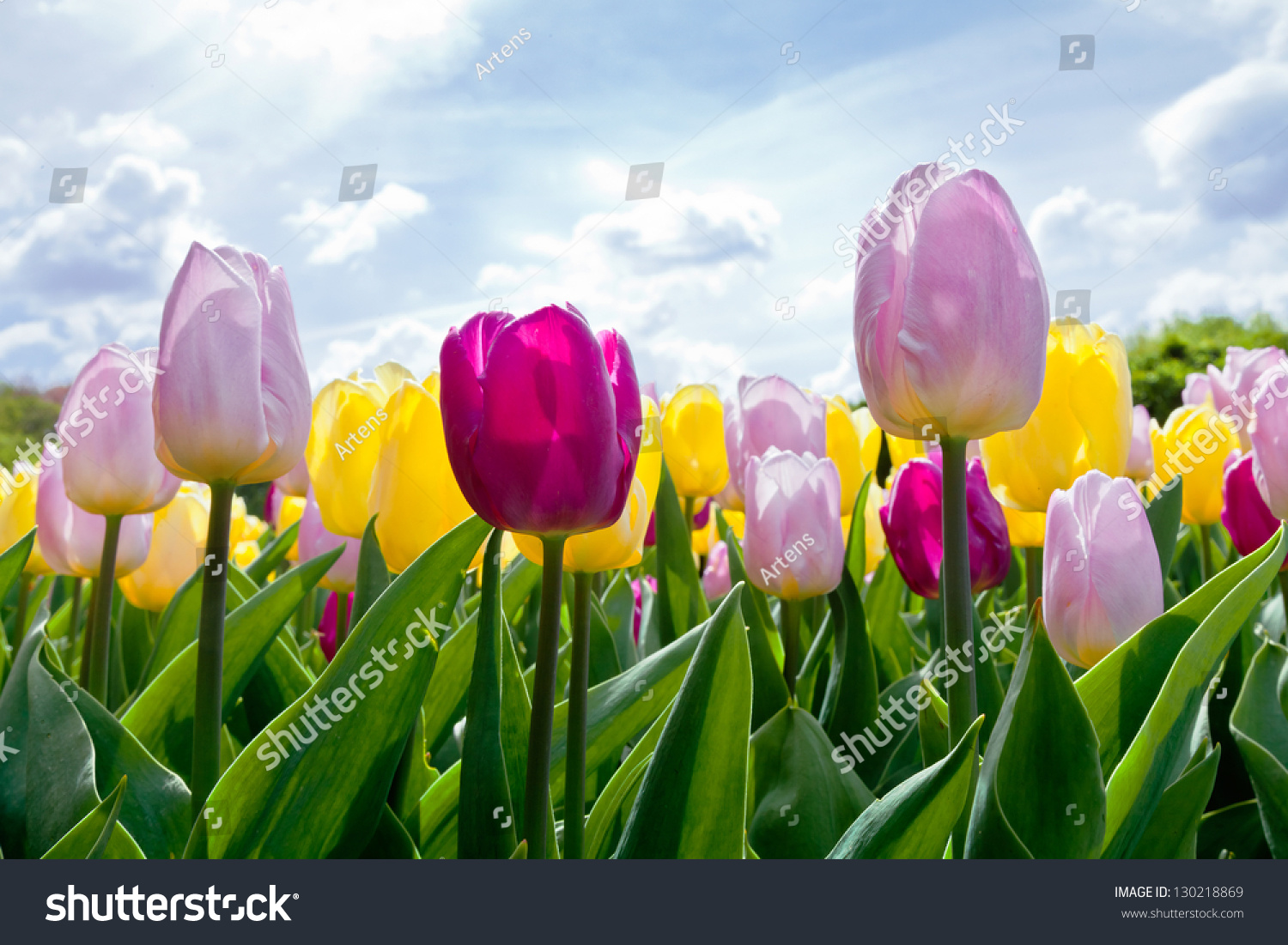 Тюльпаны 24 апреля 2021 года