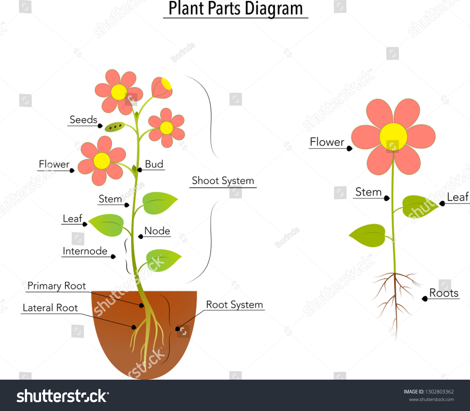 Look at the diagram fill in steam pod seed flower фото 89