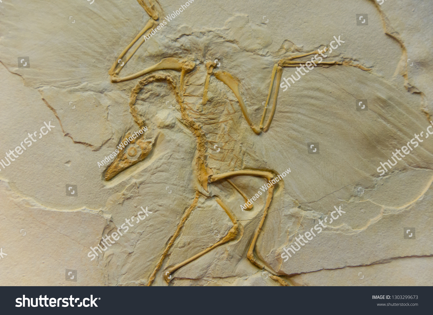 Archaeopteryx Fossils Imprint Stock Photo 1303299673 | Shutterstock