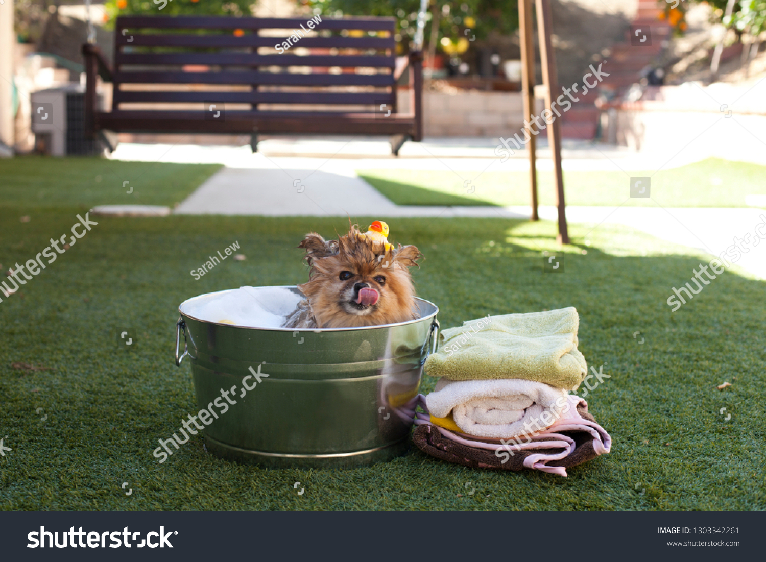 Pomeranian Getting Bath Stock Photo 1303342261 Shutterstock   Stock Photo Pomeranian Getting A Bath 1303342261 