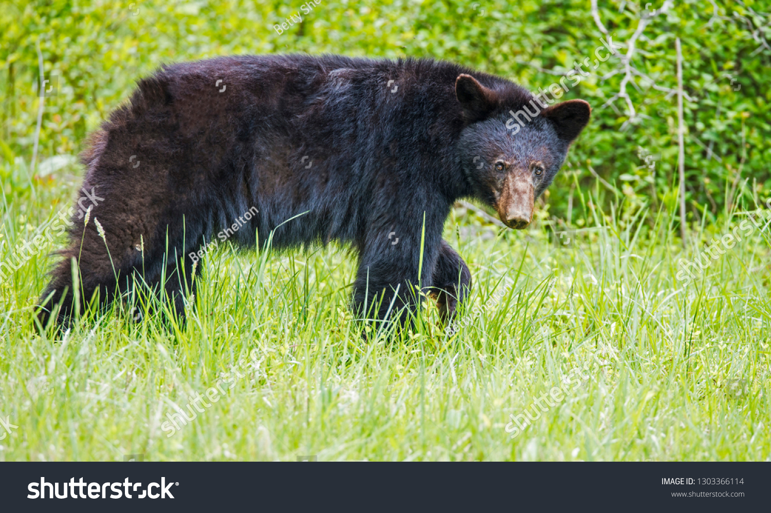 Black Bear Walks Cades Cove Watches Stock Photo 1303366114 | Shutterstock