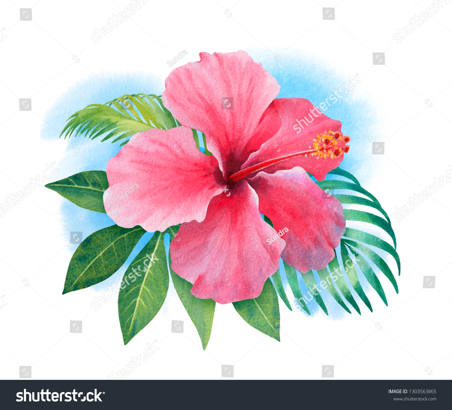 Watercolor Hibiscus Flower Hand Painted Illustration Stock Illustration ...