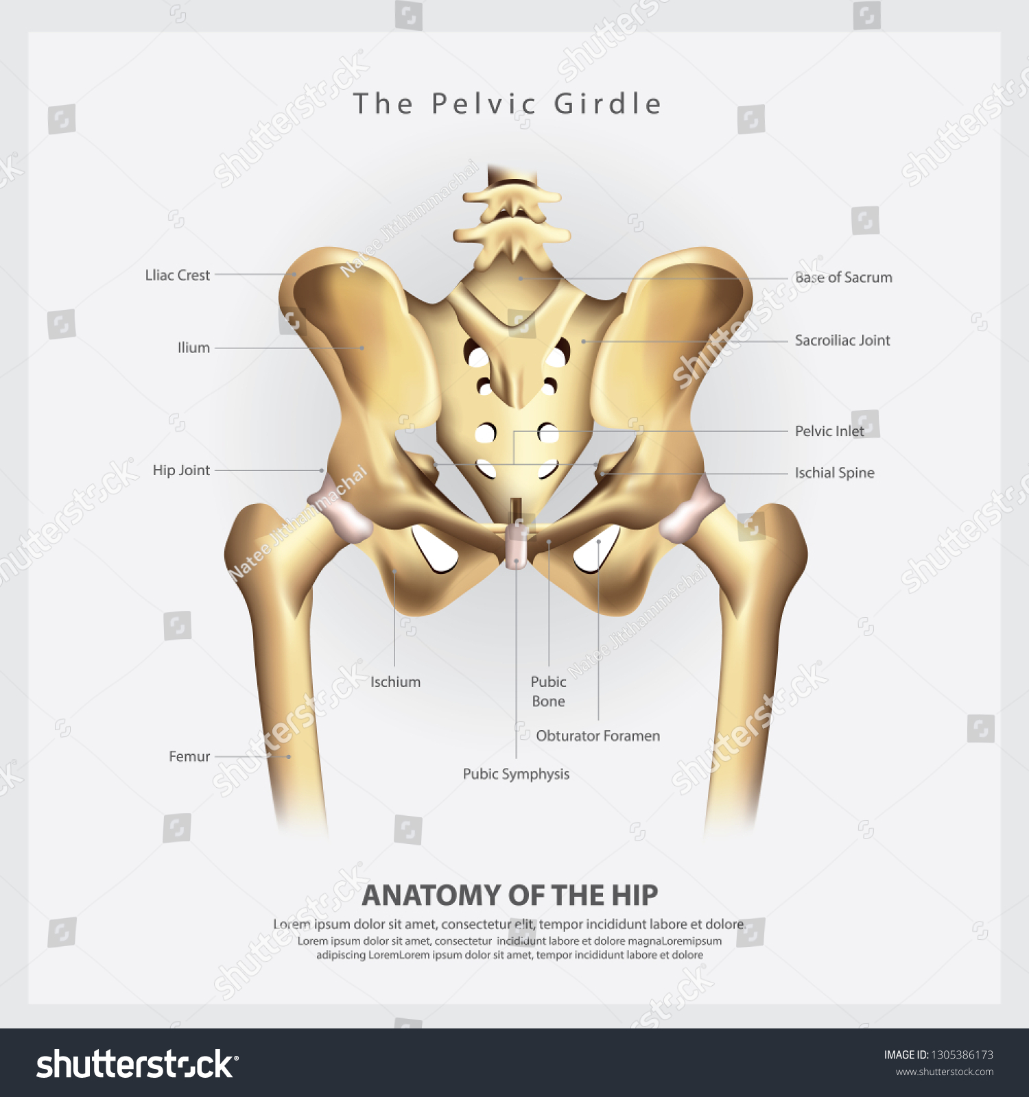 Pelvic Girdle Human Hip Bone Anatomy Stock Vector (Royalty Free ...