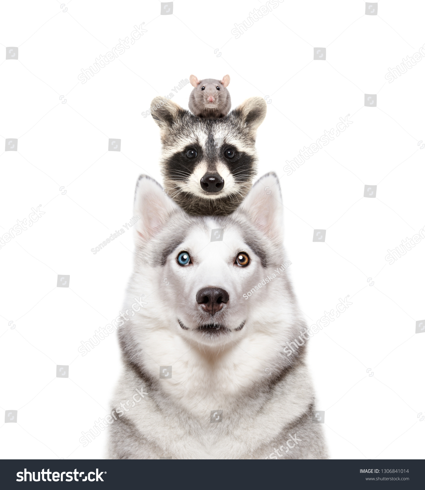 can racoons and dogs breed