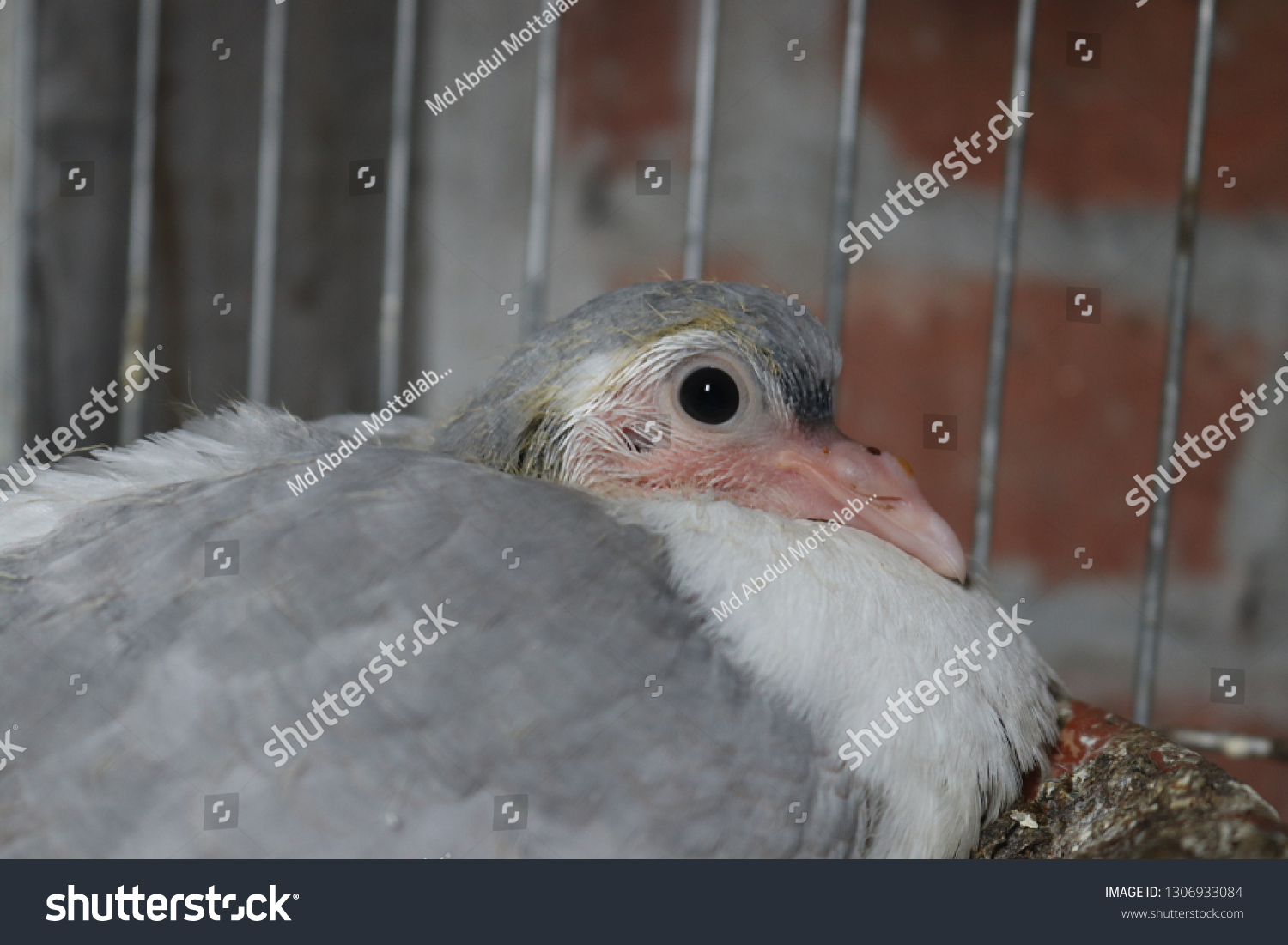 Domestic Pigeon Pigeon Subspecies That Derived Stock Photo 1306933084 ...